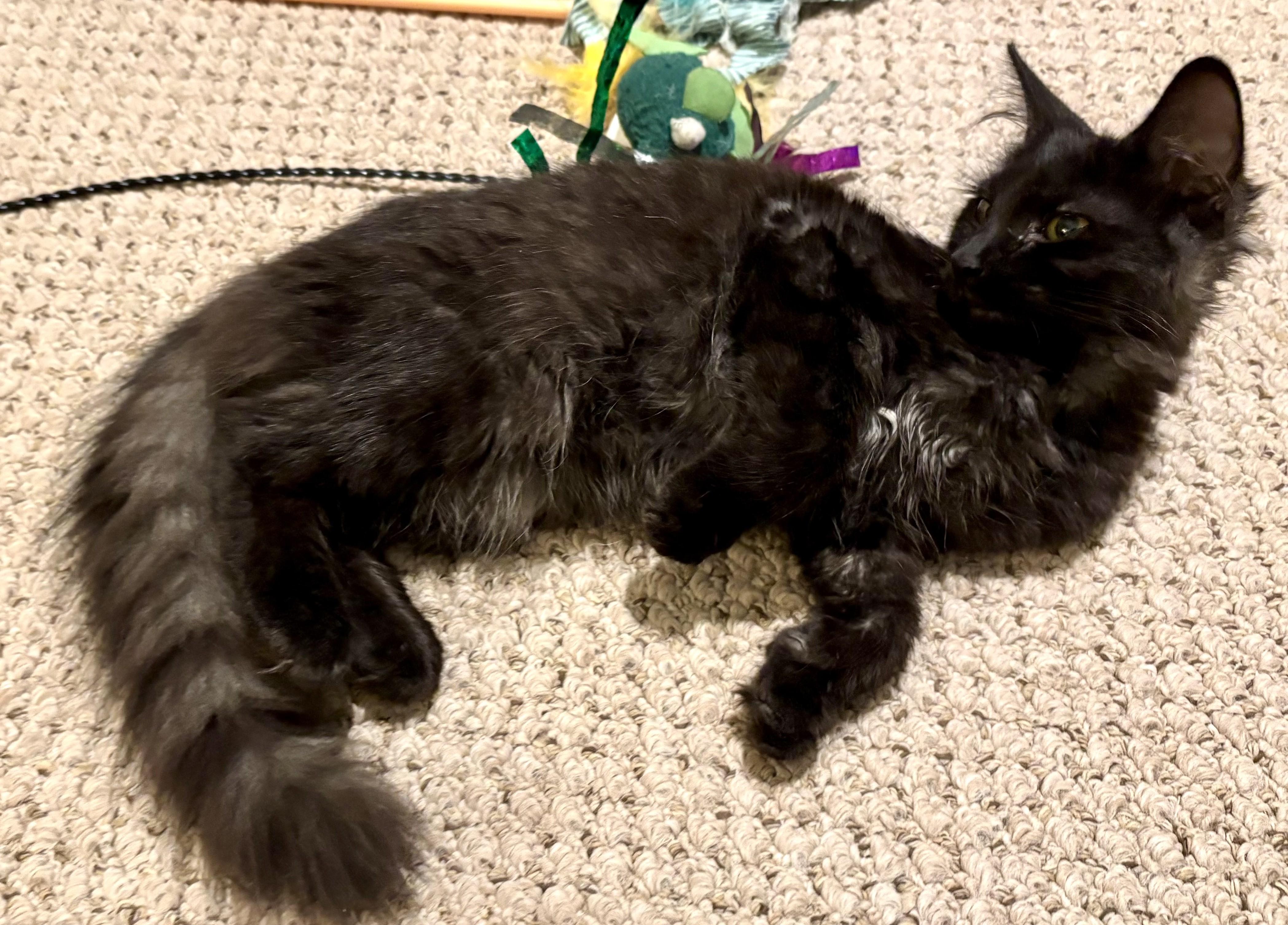 Enlarge Jane, an adopted American Shorthair in Rochester, NY image 2/4