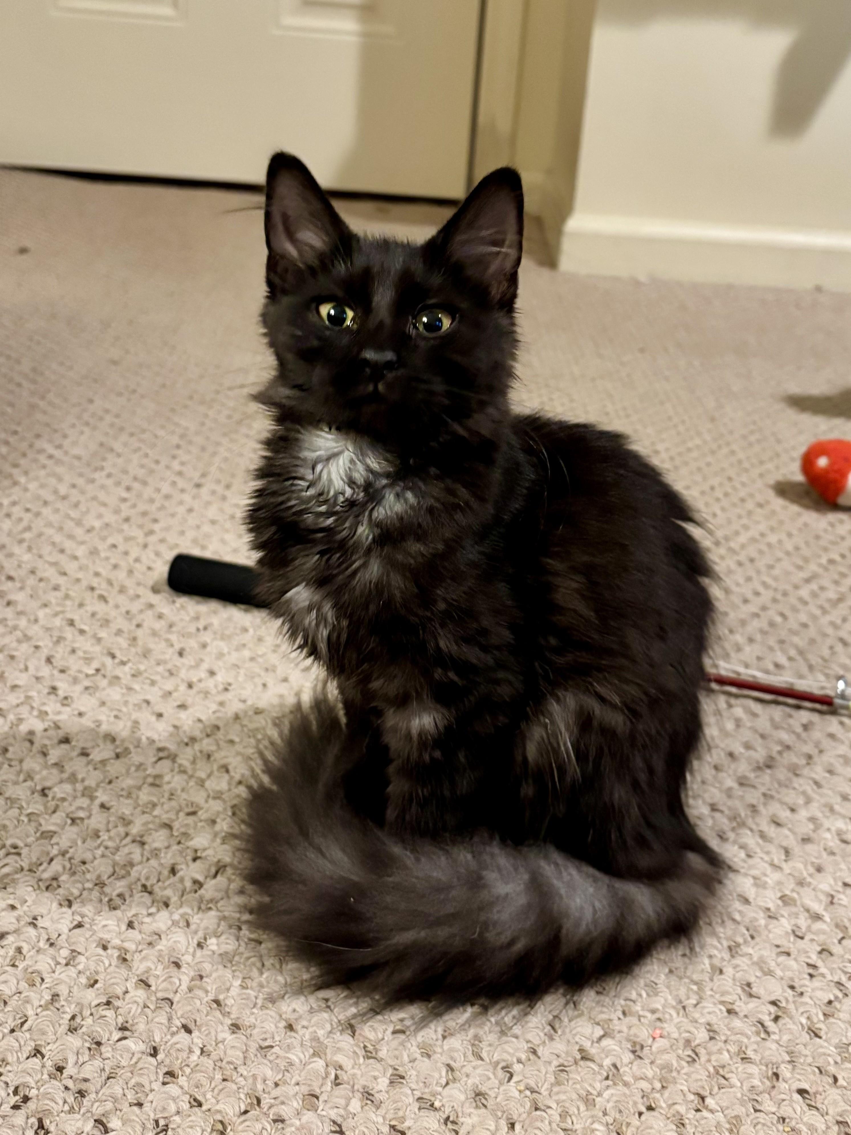 Enlarge Jane, an adopted American Shorthair in Rochester, NY image 4/4