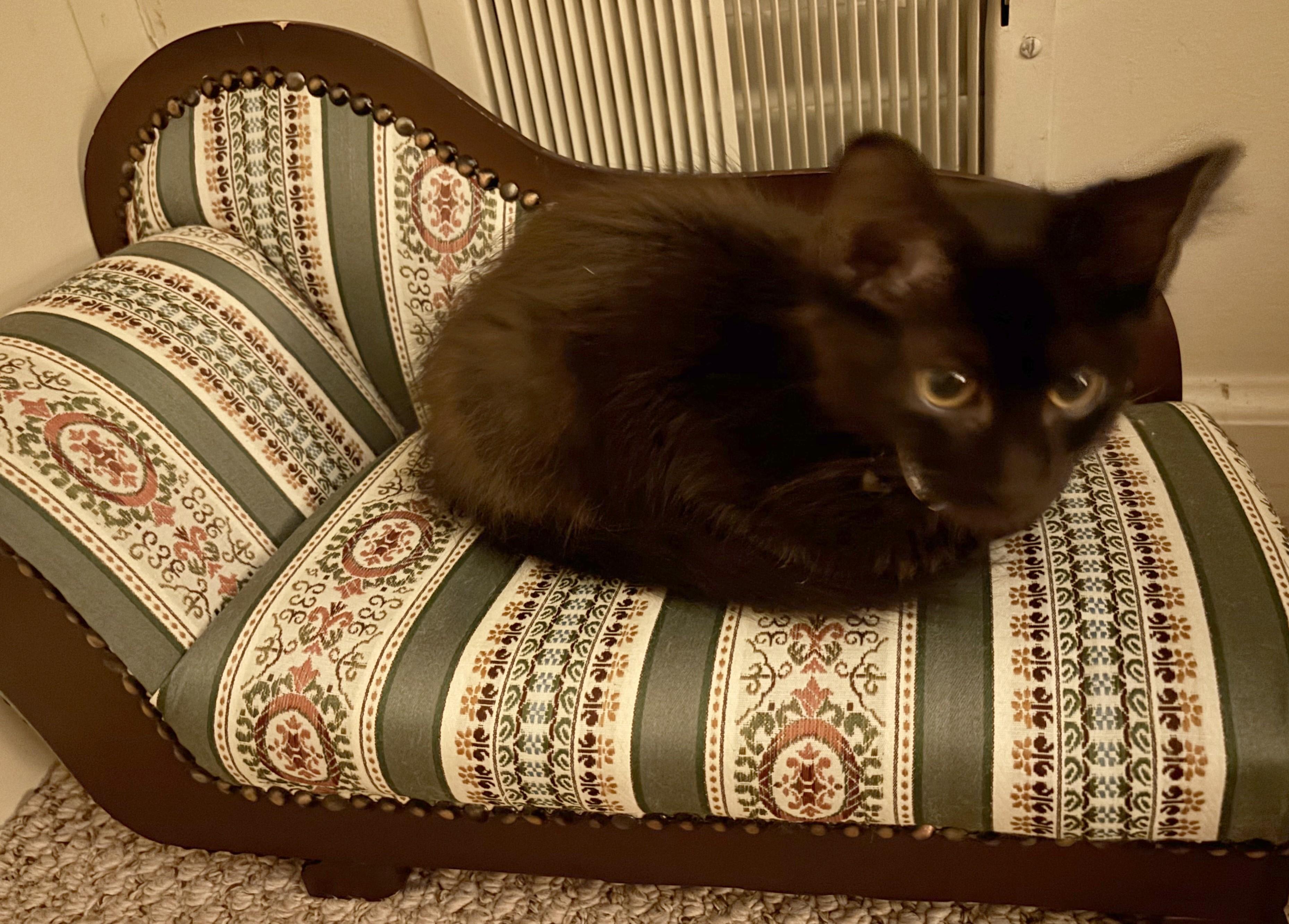 Enlarge Jane, an adopted American Shorthair in Rochester, NY image 1/4
