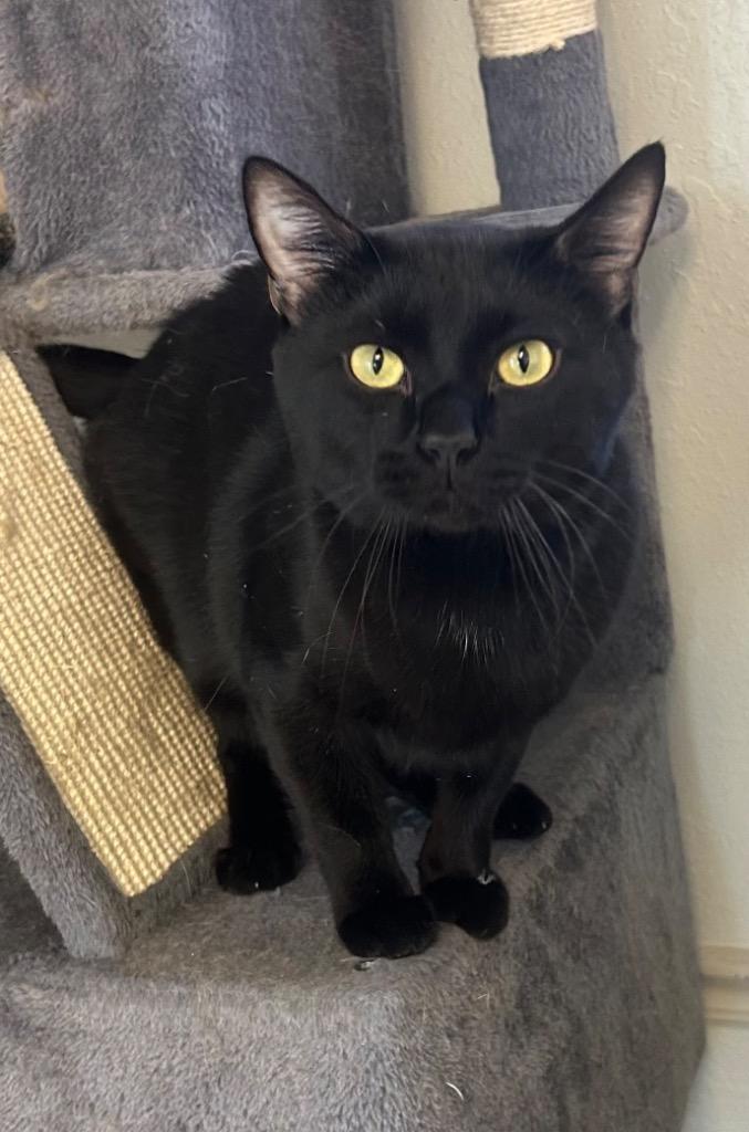 Spirit, Adoptable, Adult Male Domestic Short Hair.