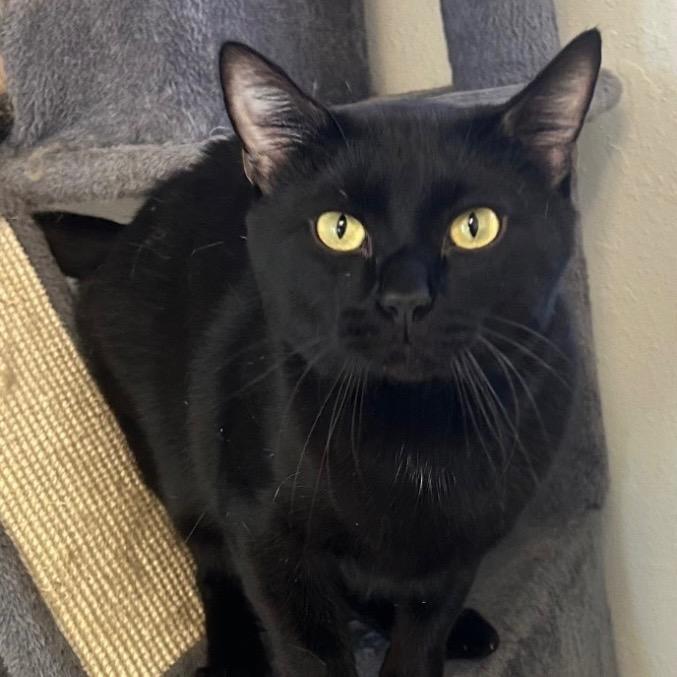 Enlarge Spirit, a Adoptable mixed breed in Sandy, UT image 1/3