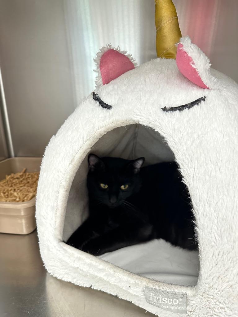 Enlarge Spirit, a Adoptable mixed breed in Sandy, UT image 3/3