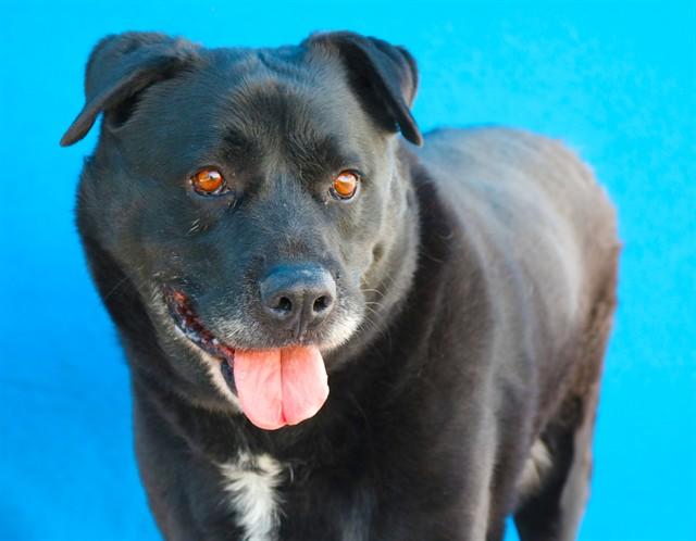 CHICO, Adoptable, Adult Male Labrador Retriever & Chow Chow.