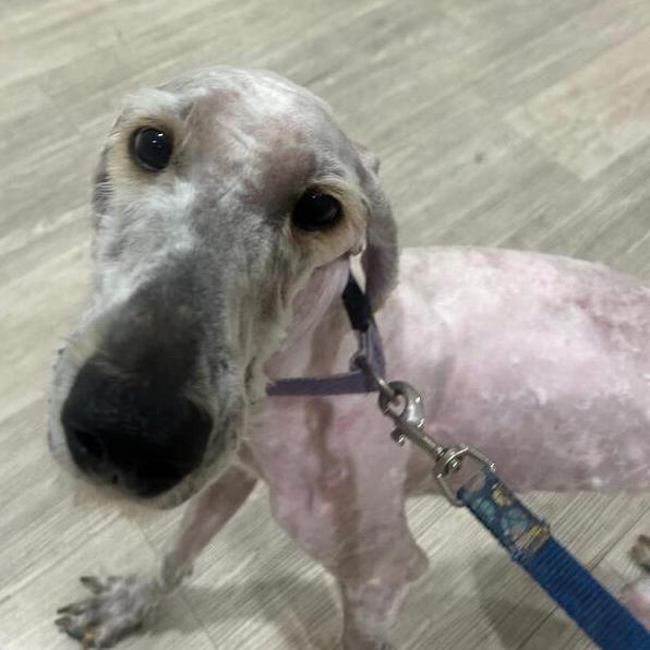 Winston #7395 (Wilson), Adoptable, Young Male Labrador Retriever.