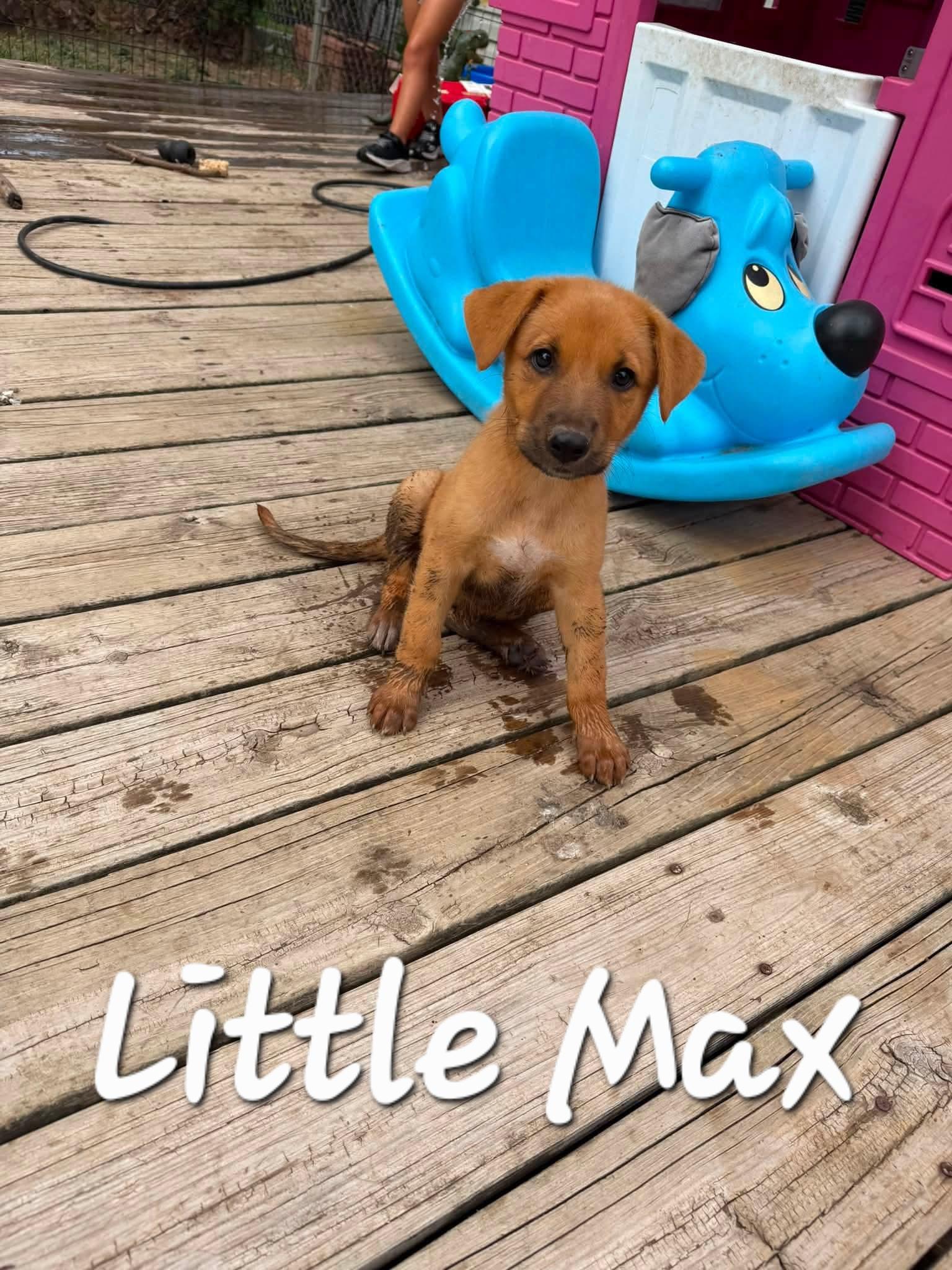 Enlarge Little Max, a ADOPTABLE mixed breed in Cleveland, OK image 2/2