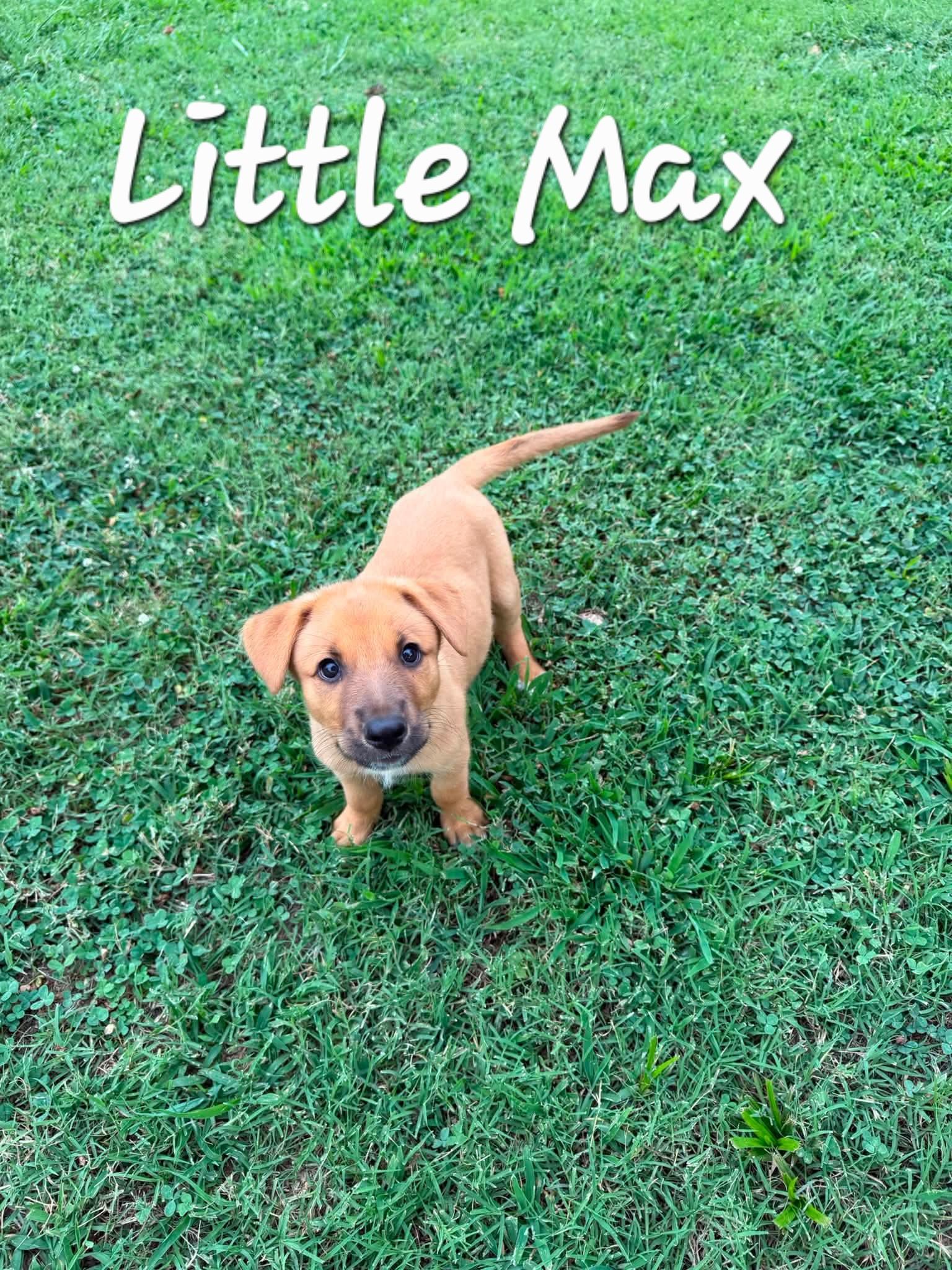Enlarge Little Max, a ADOPTABLE mixed breed in Cleveland, OK image 1/2