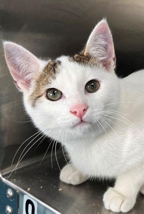 Ireland, Adopted, Young Male Domestic Short Hair.