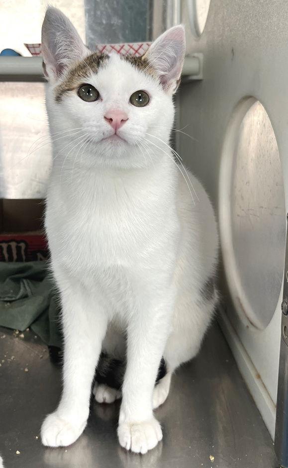 Enlarge Ireland, a Adopted Domestic Short Hair in Carrollton, GA image 3/3