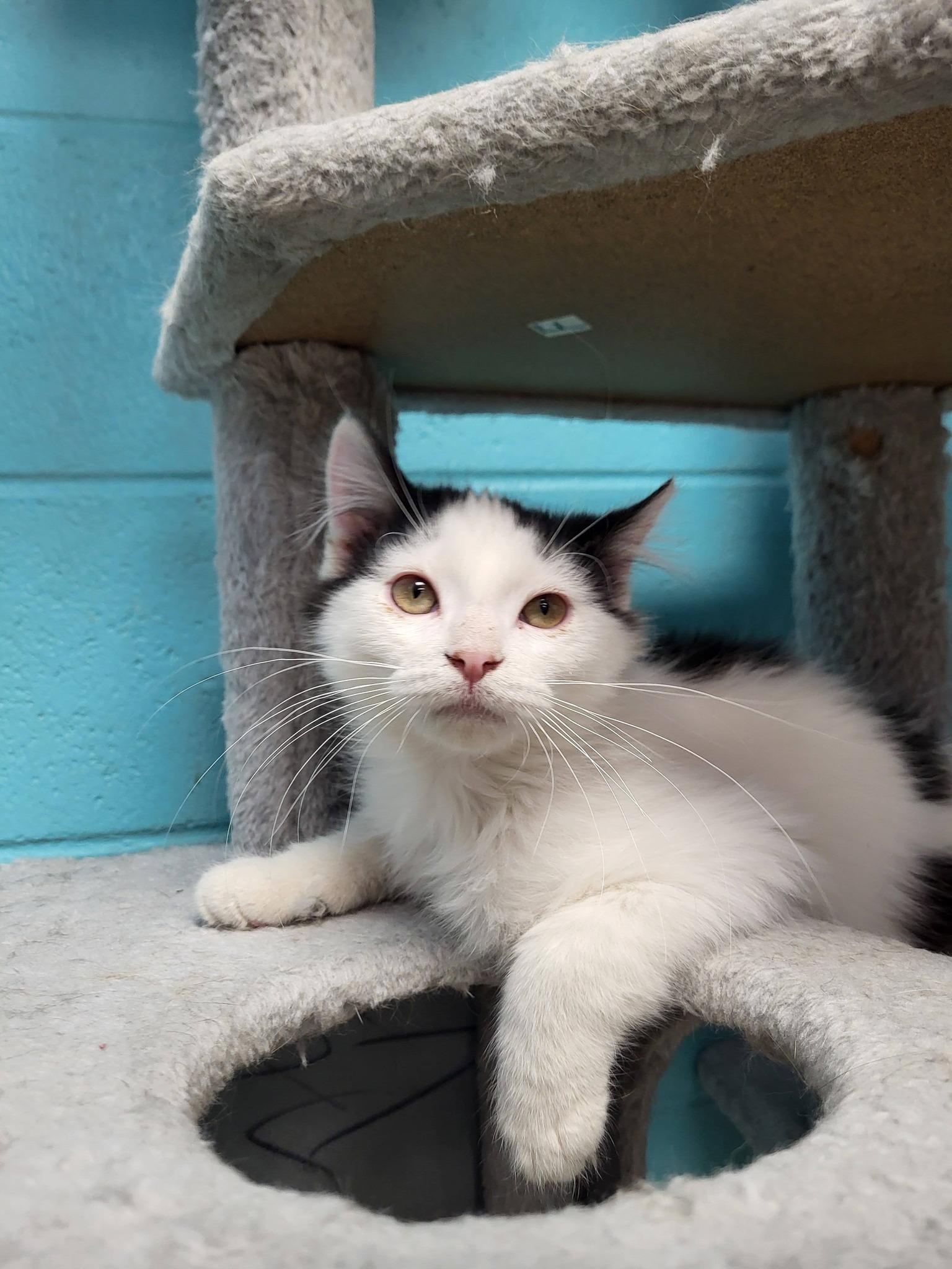 Enlarge Gucci, an adopted Domestic Medium Hair in Chilton, WI image 4/5