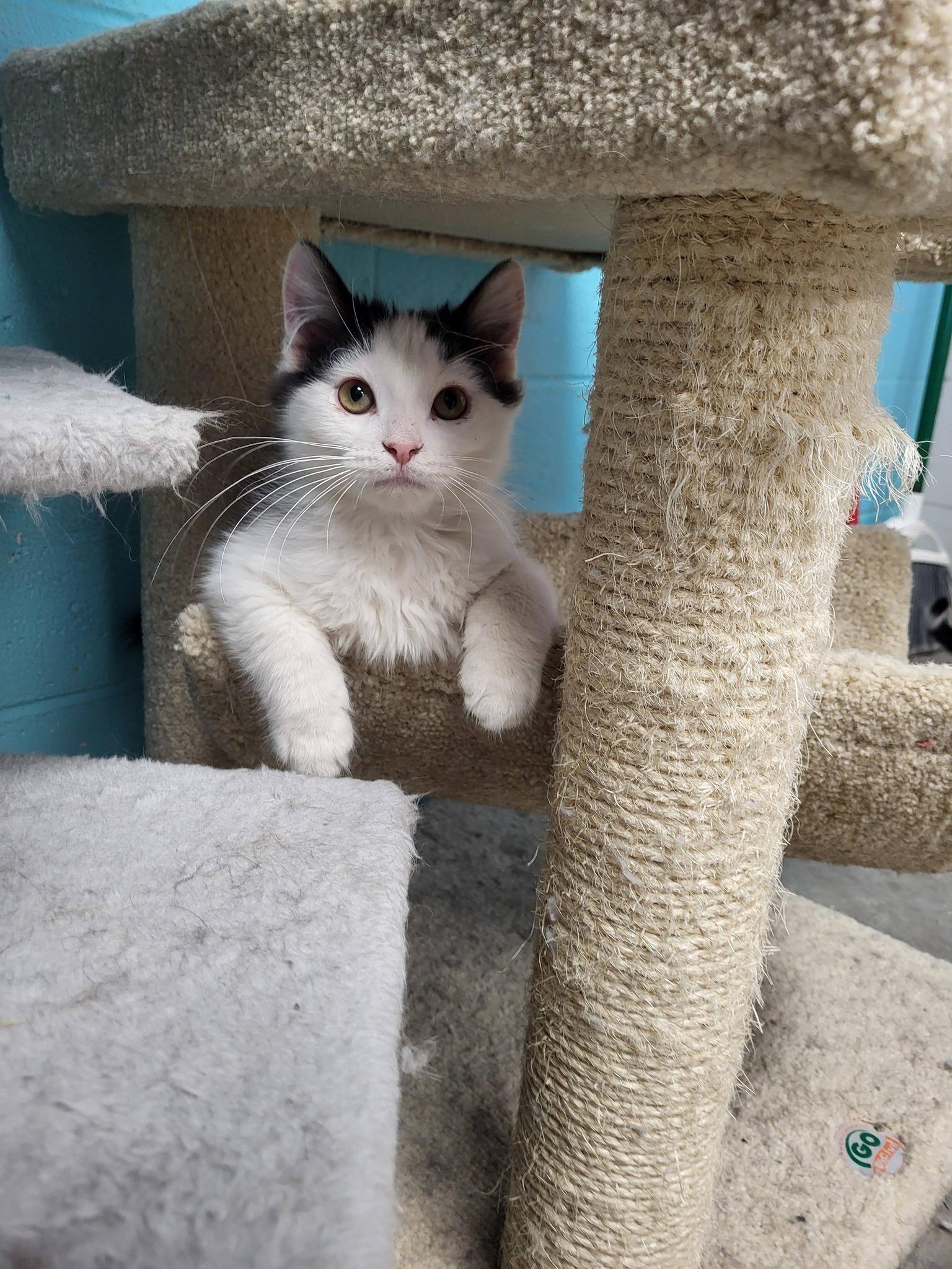 Enlarge Gucci, an adopted Domestic Medium Hair in Chilton, WI image 2/5