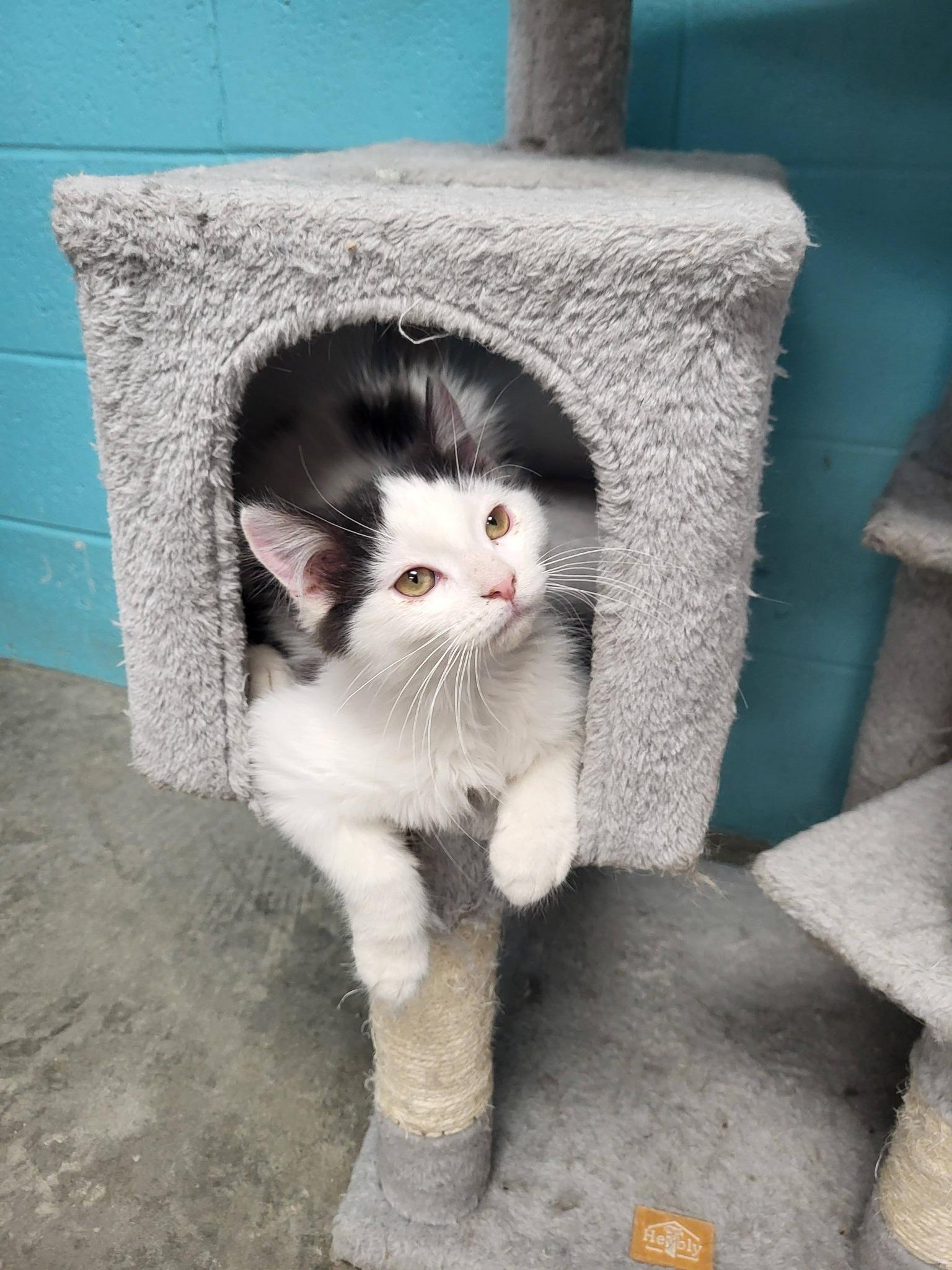 Enlarge Gucci, an adopted Domestic Medium Hair in Chilton, WI image 3/5