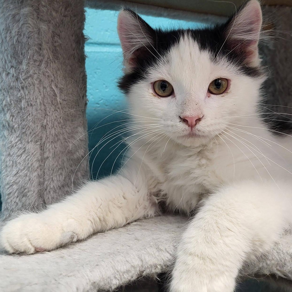 Enlarge Gucci, an adopted Domestic Medium Hair in Chilton, WI image 1/5