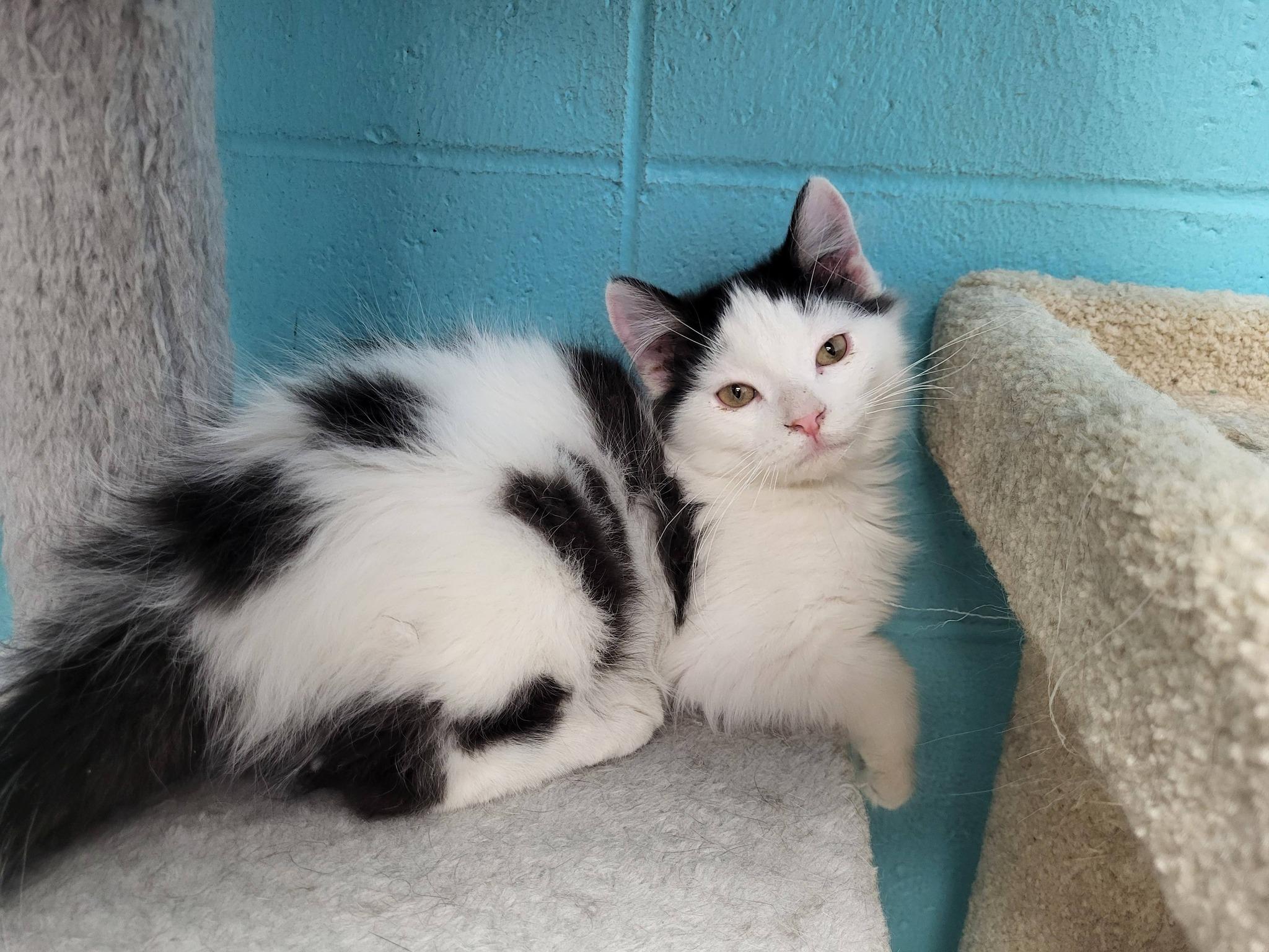 Enlarge Gucci, an adopted Domestic Medium Hair in Chilton, WI image 5/5