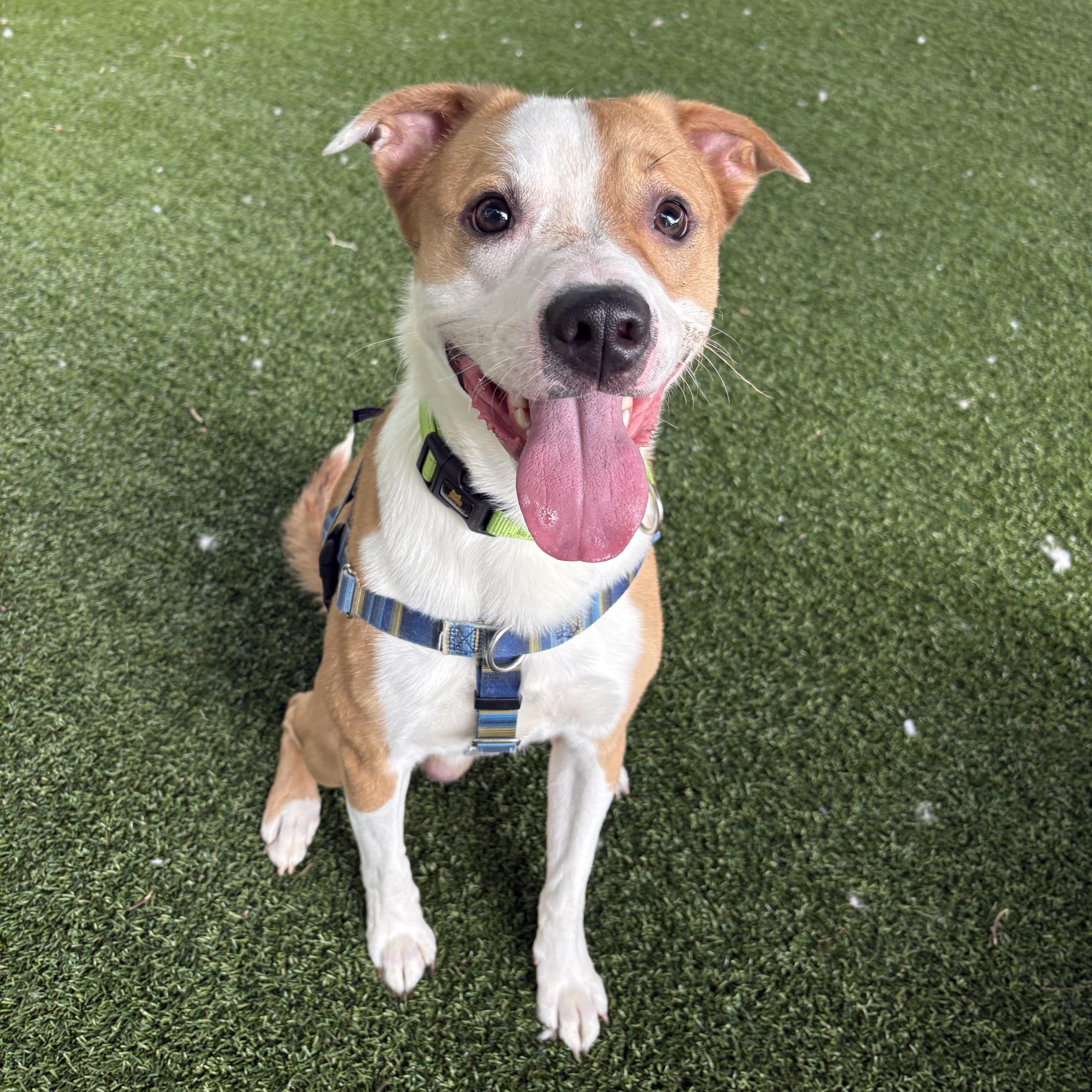 Enlarge Uno, a ADOPTABLE mixed breed in Eatontown, NJ image 4/6