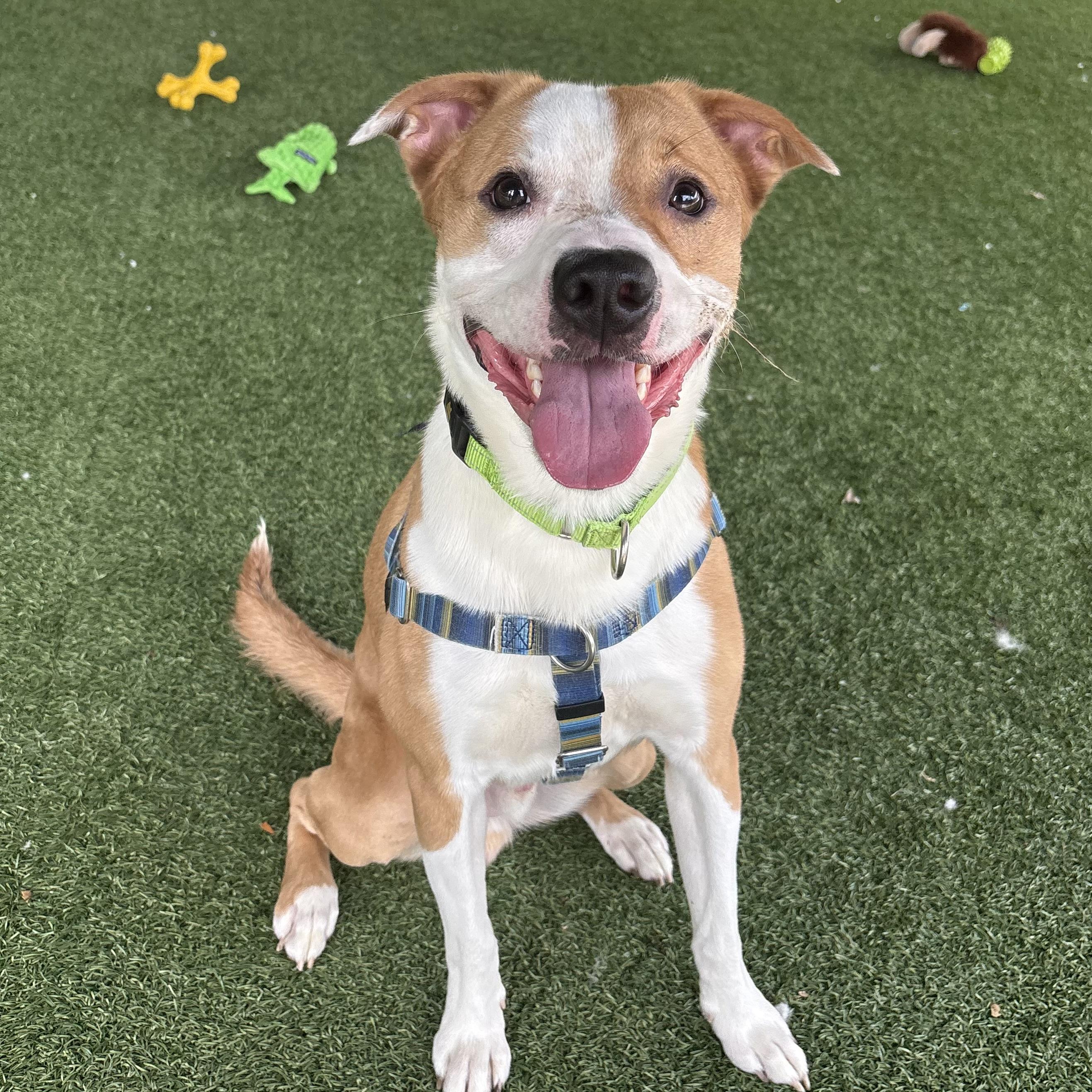 Enlarge Uno, a ADOPTABLE mixed breed in Eatontown, NJ image 1/6