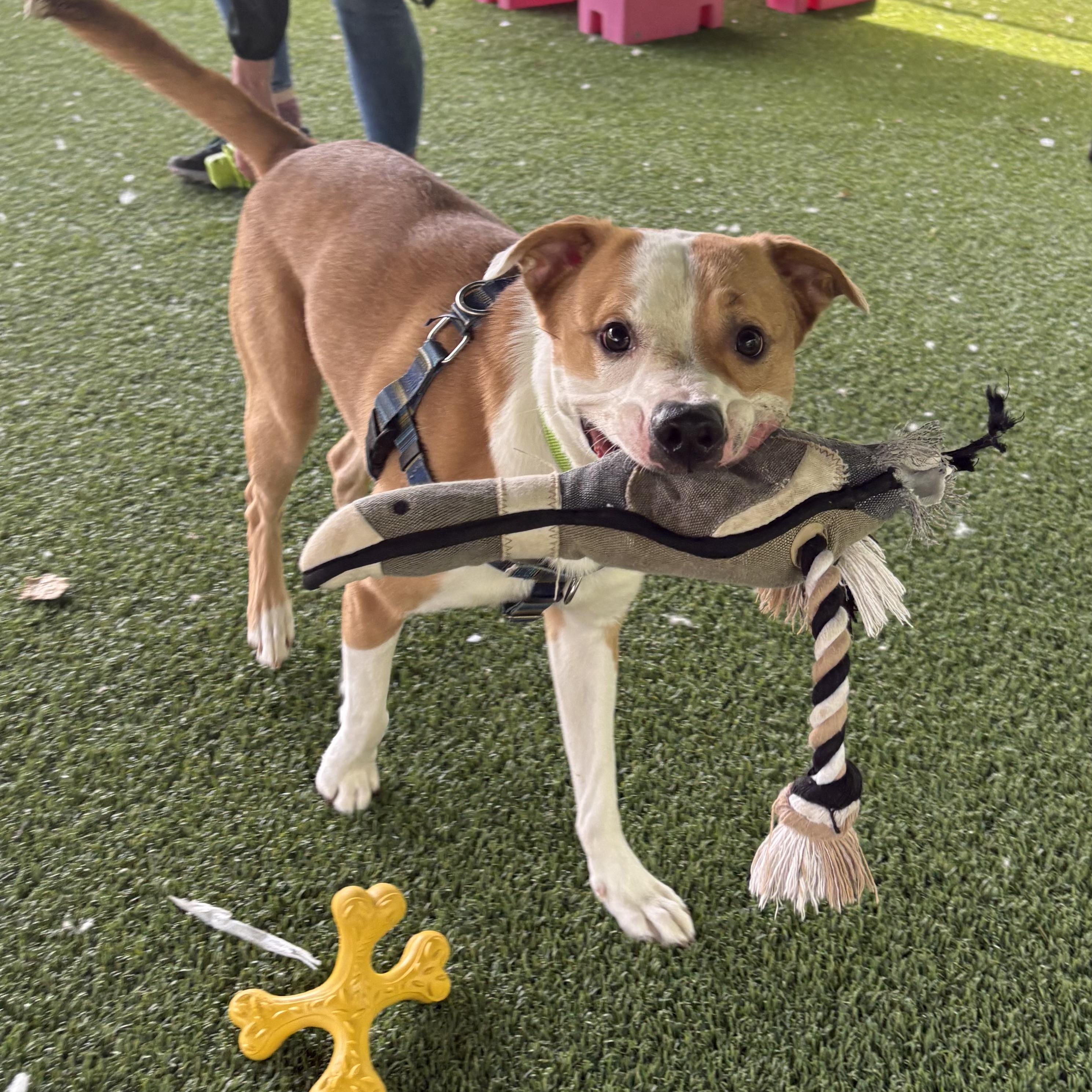 Enlarge Uno, a ADOPTABLE mixed breed in Eatontown, NJ image 5/6