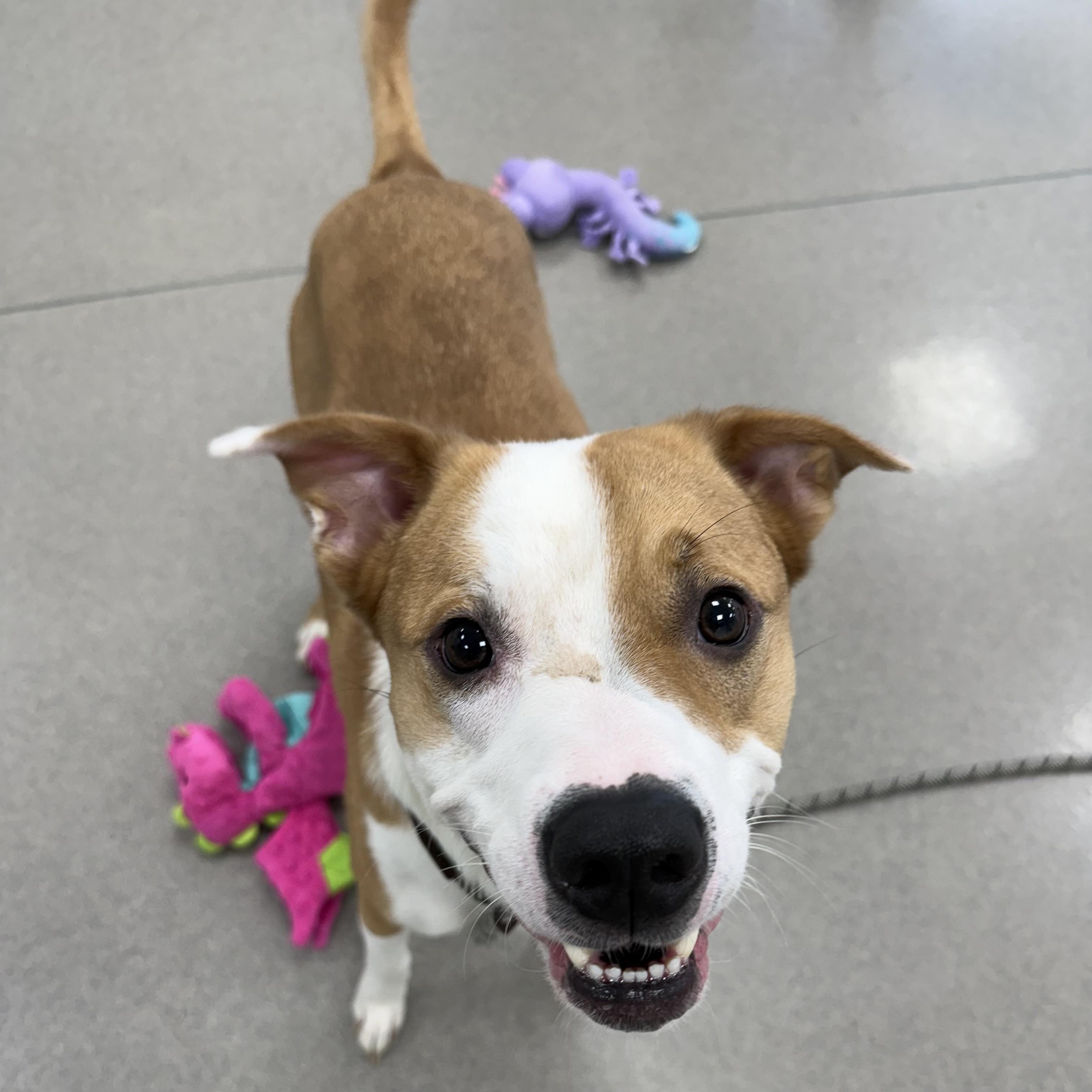 Enlarge Uno, a ADOPTABLE mixed breed in Eatontown, NJ image 6/6