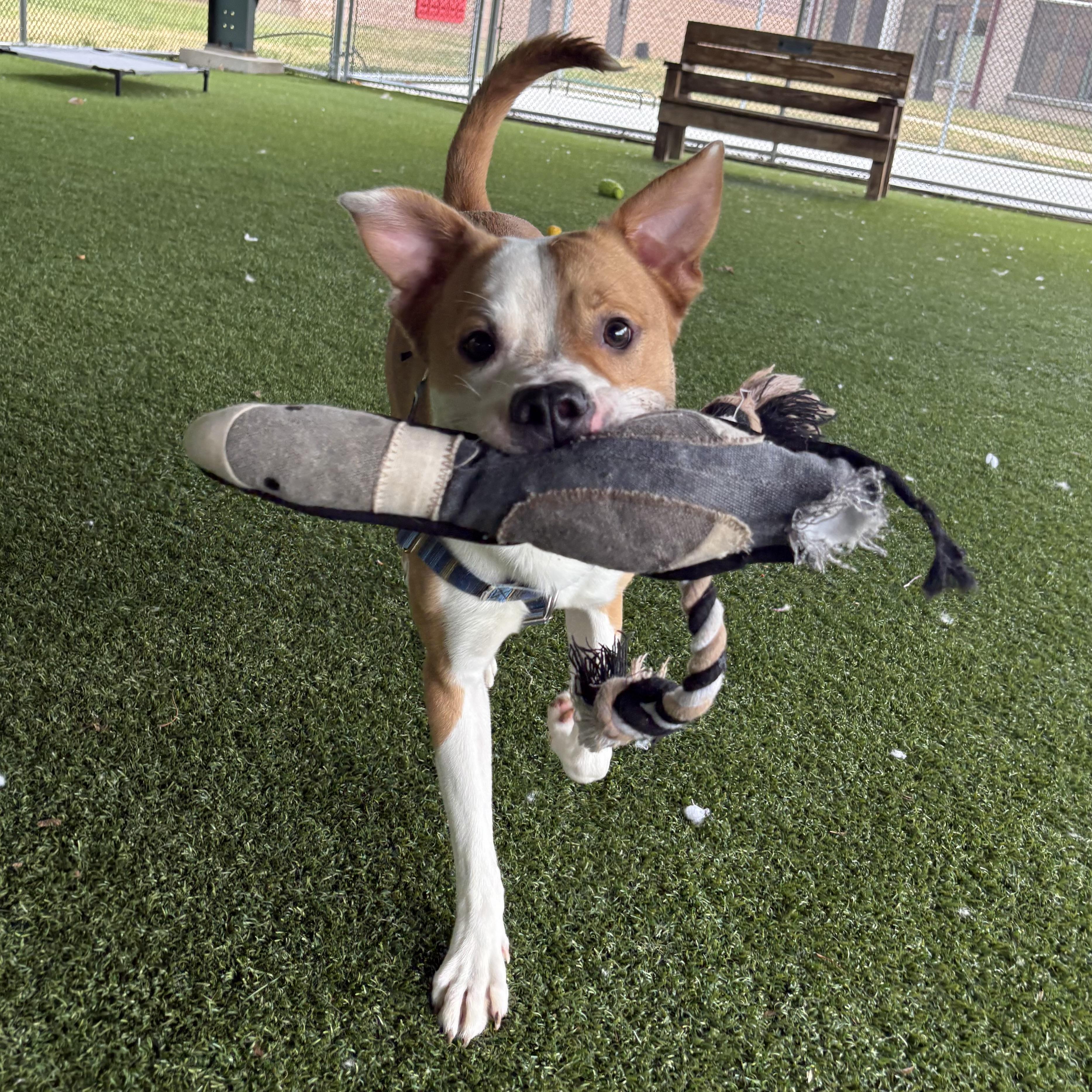 Enlarge Uno, a ADOPTABLE mixed breed in Eatontown, NJ image 3/6
