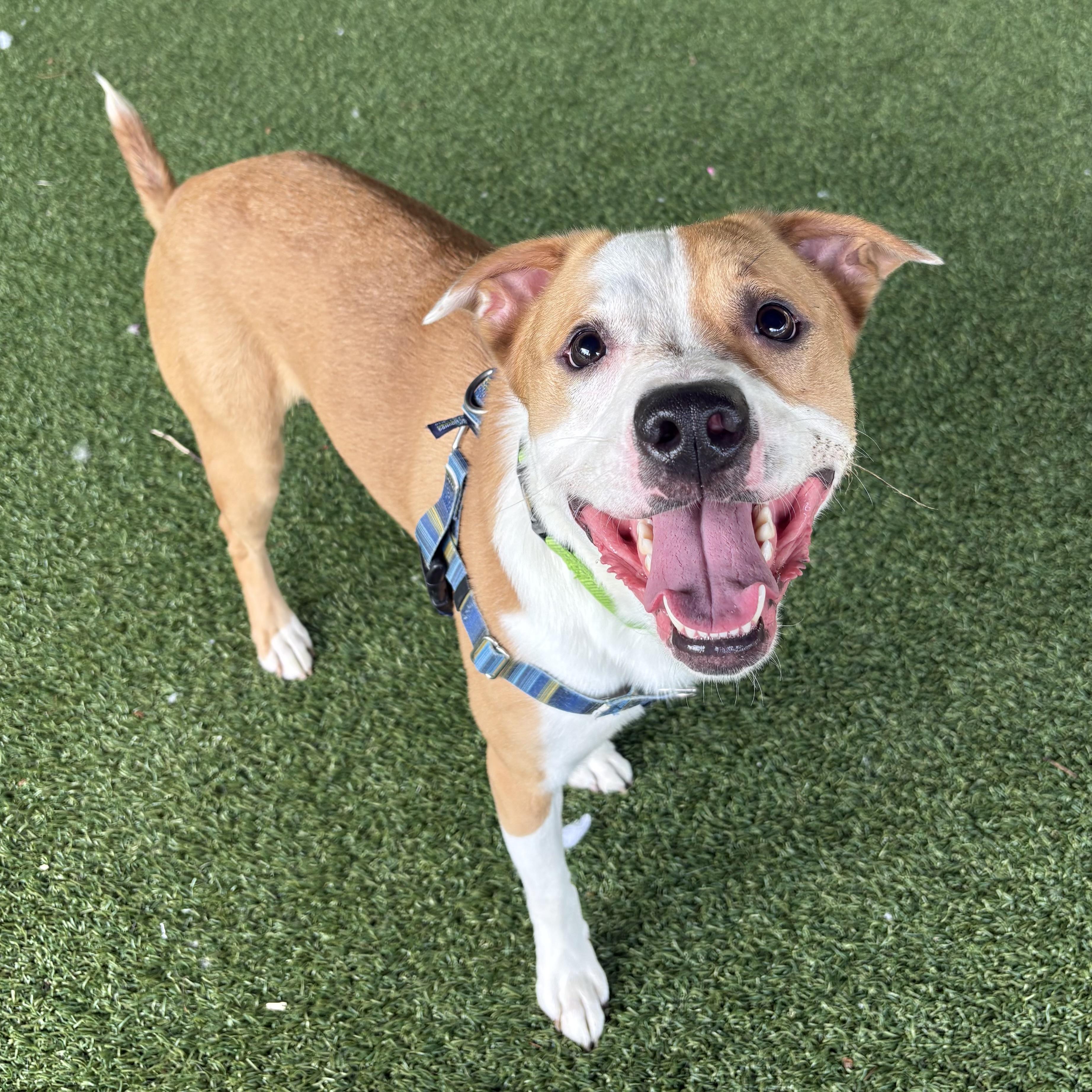 Enlarge Uno, a ADOPTABLE mixed breed in Eatontown, NJ image 2/6