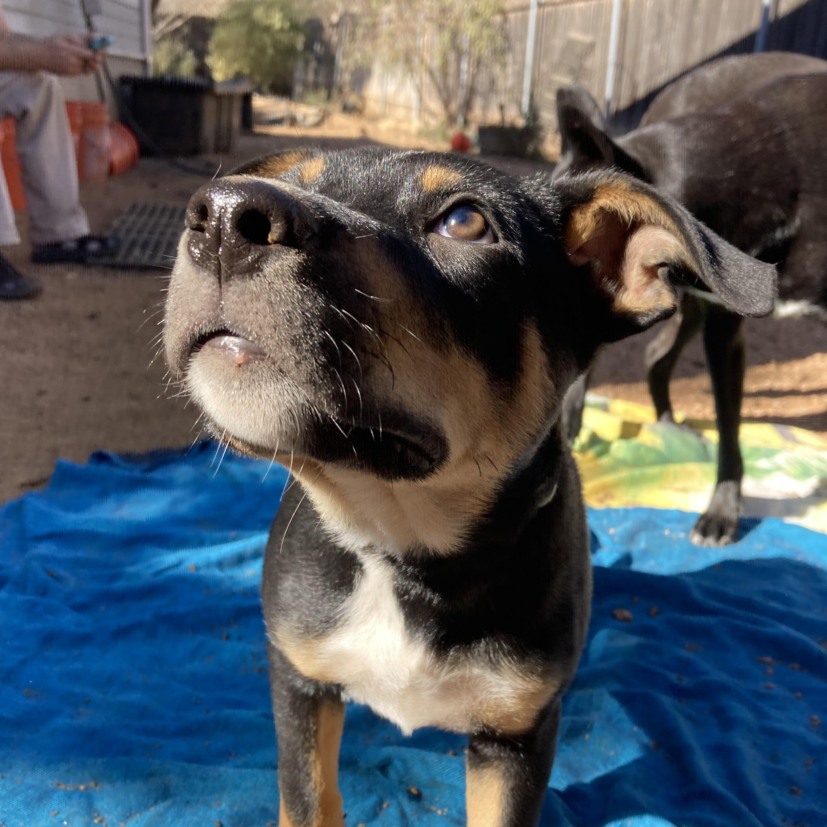 Gaston — thumbnail 4