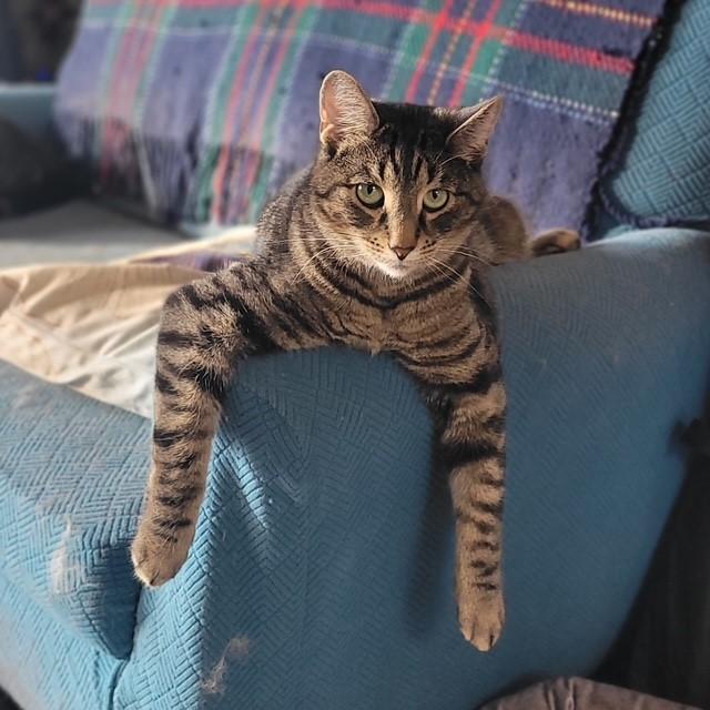 Parker, ADOPTABLE, Adult Male Domestic Short Hair.