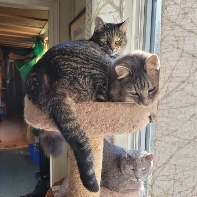 Enlarge Parker, a ADOPTABLE Domestic Short Hair in Fredericton, NB image 2/6