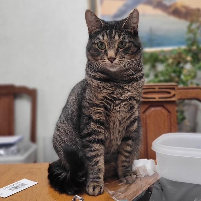 Enlarge Parker, a ADOPTABLE Domestic Short Hair in Fredericton, NB image 3/6