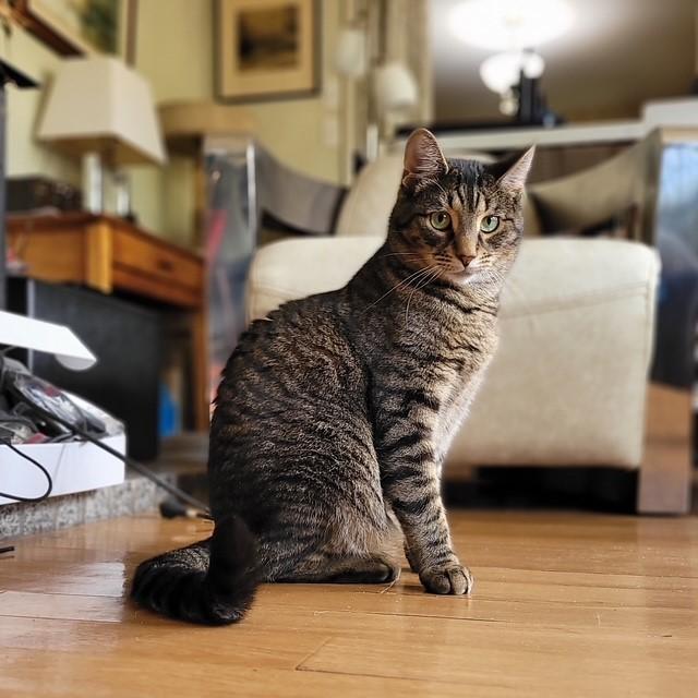 Enlarge Parker, a ADOPTABLE Domestic Short Hair in Fredericton, NB image 4/6