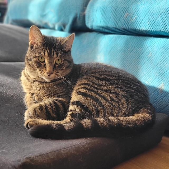 Enlarge Parker, a ADOPTABLE Domestic Short Hair in Fredericton, NB image 5/6