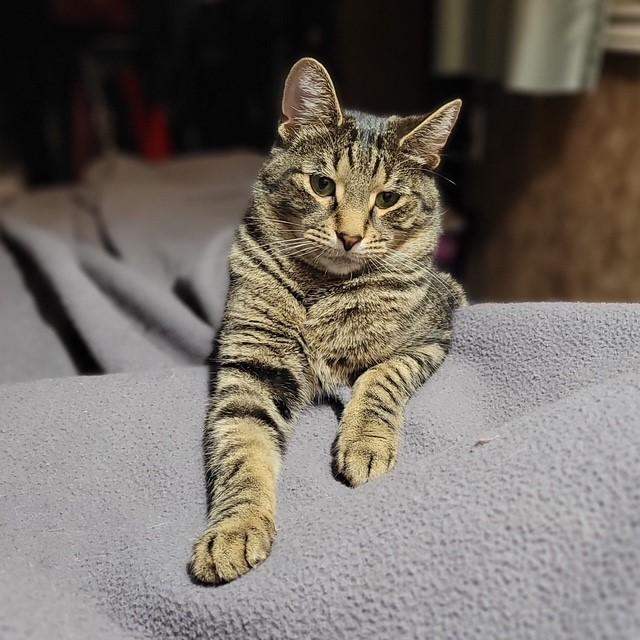 Enlarge Parker, a ADOPTABLE Domestic Short Hair in Fredericton, NB image 6/6