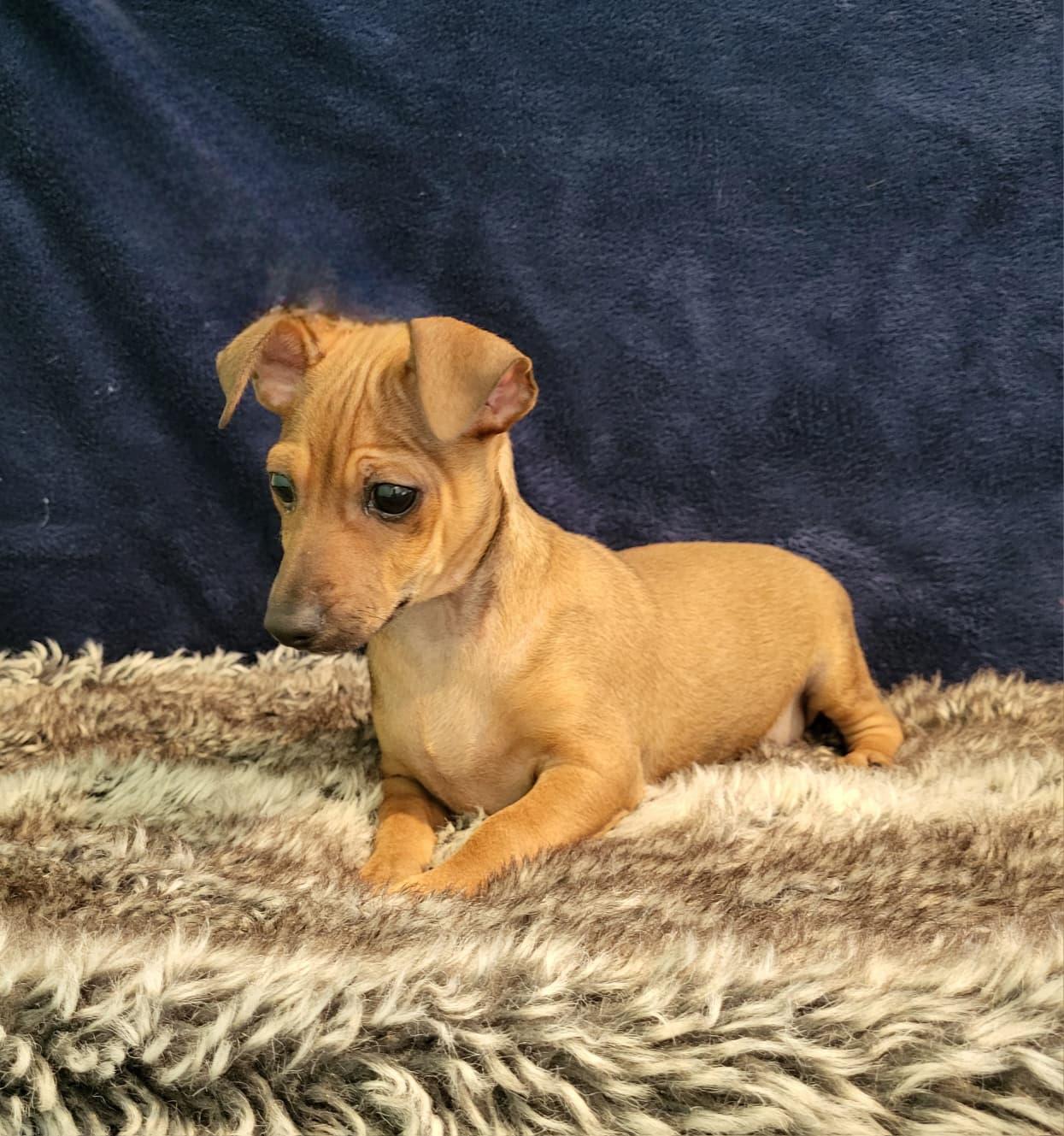 Enlarge Maizie, a ADOPTABLE mixed breed in Southport, CT image 2/5