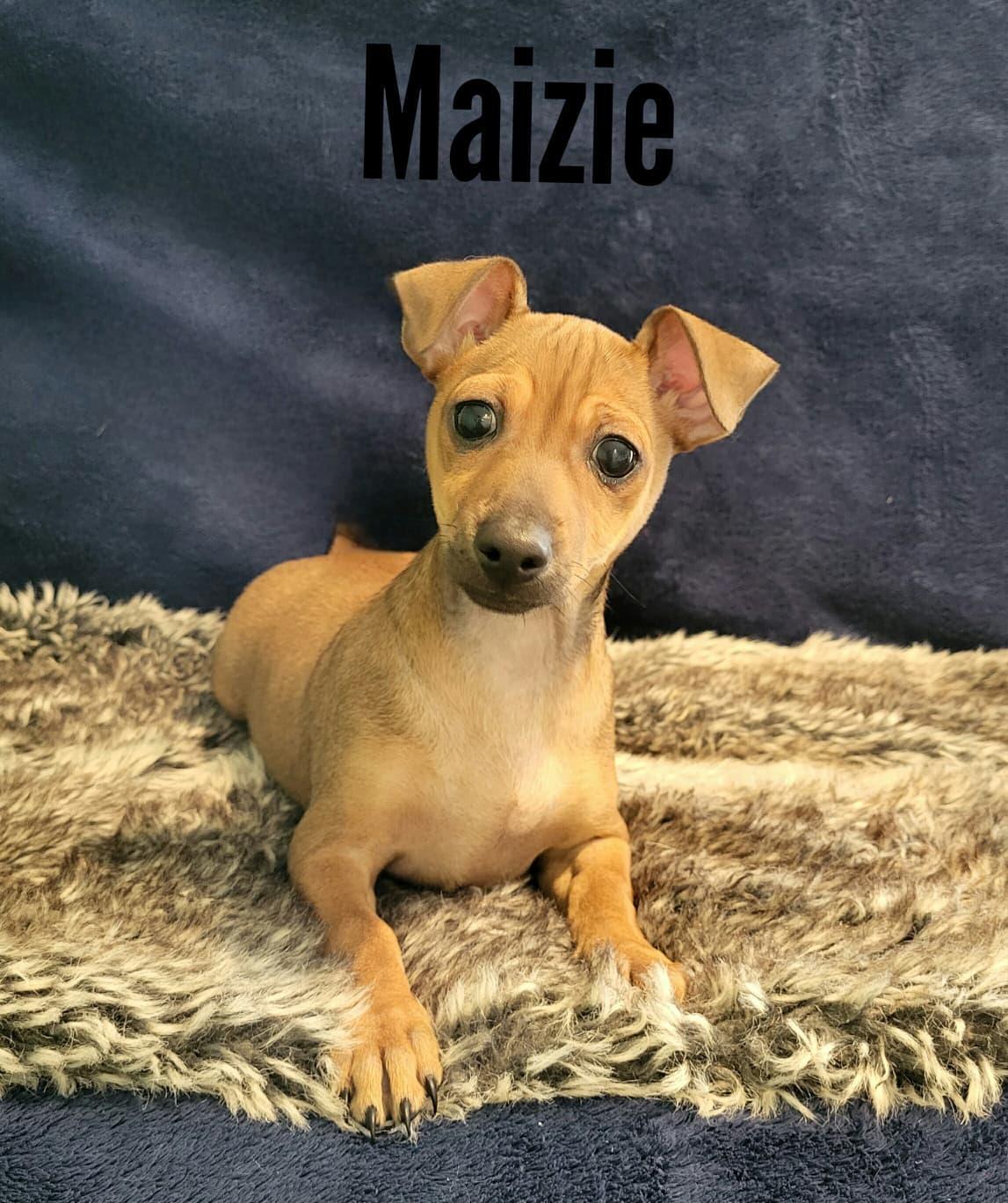 Enlarge Maizie, a ADOPTABLE mixed breed in Southport, CT image 1/5