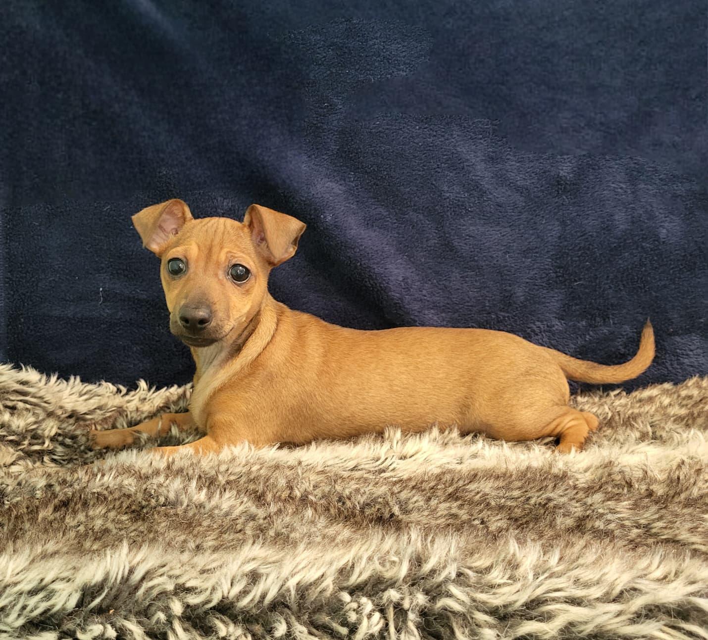 Enlarge Maizie, a ADOPTABLE mixed breed in Southport, CT image 4/5