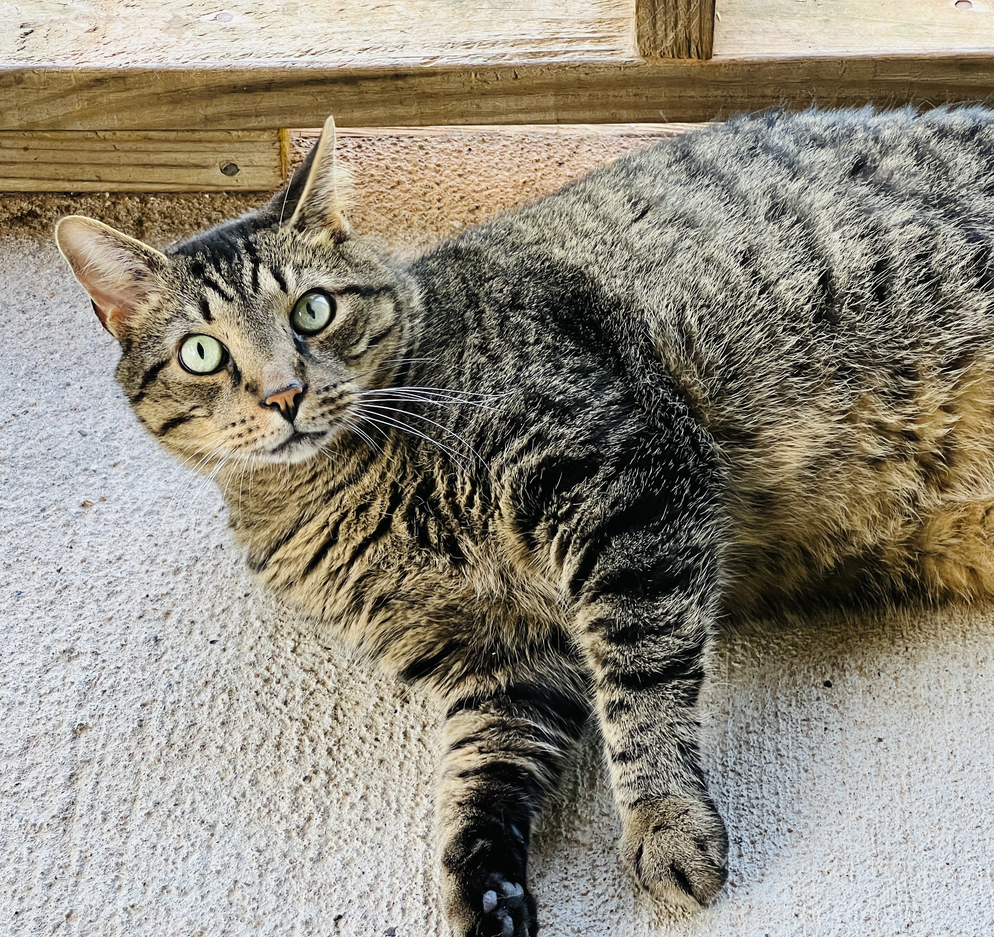 Jacques — thumbnail 4