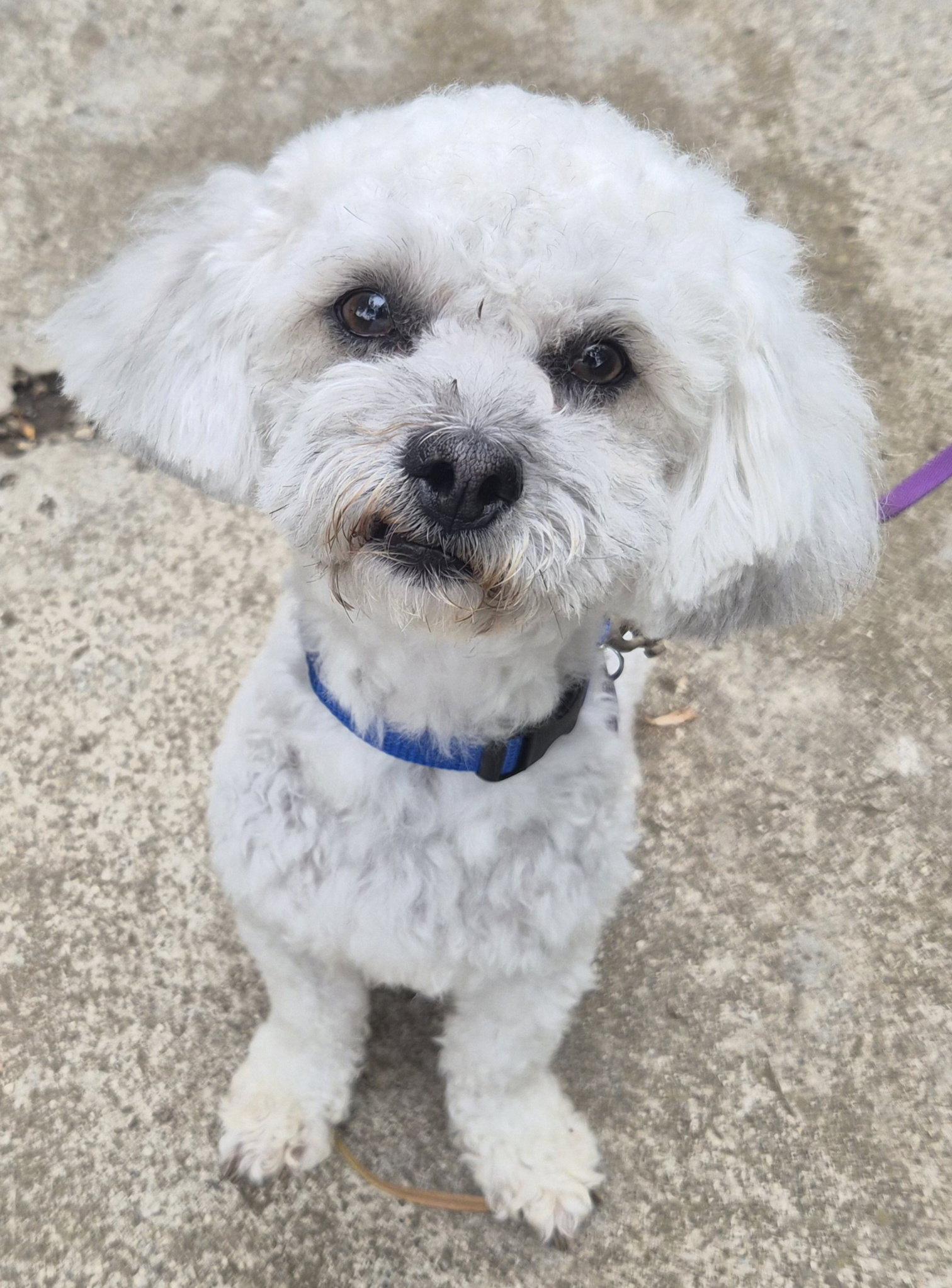 Archie, Adoptable, Adult Male Poodle & Shih Tzu.