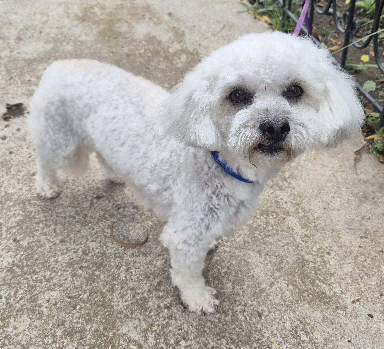 Archie, a Adoptable mixed breed in Los Angeles, CA image 2/3