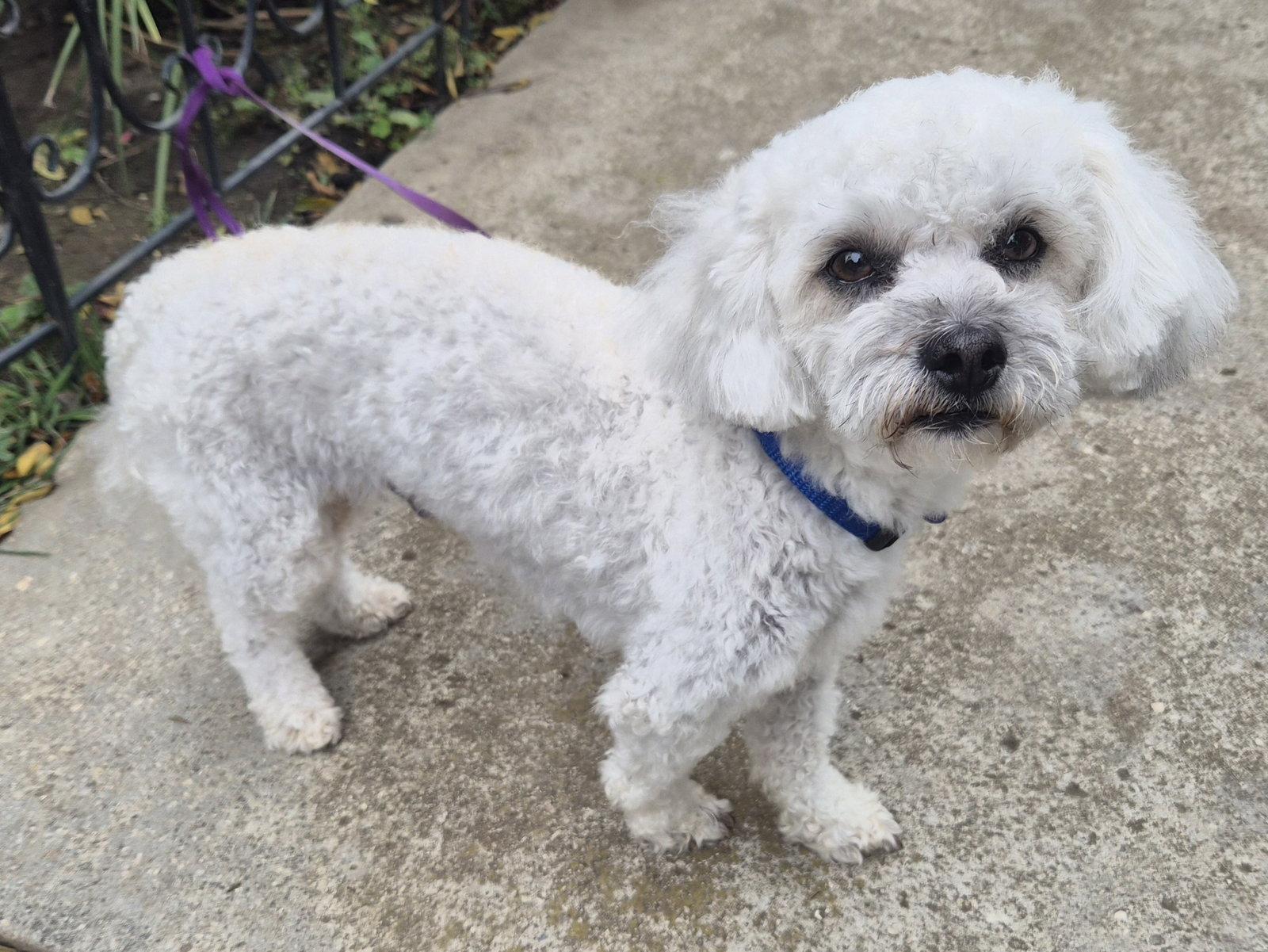 Archie, a Adoptable mixed breed in Los Angeles, CA image 3/3