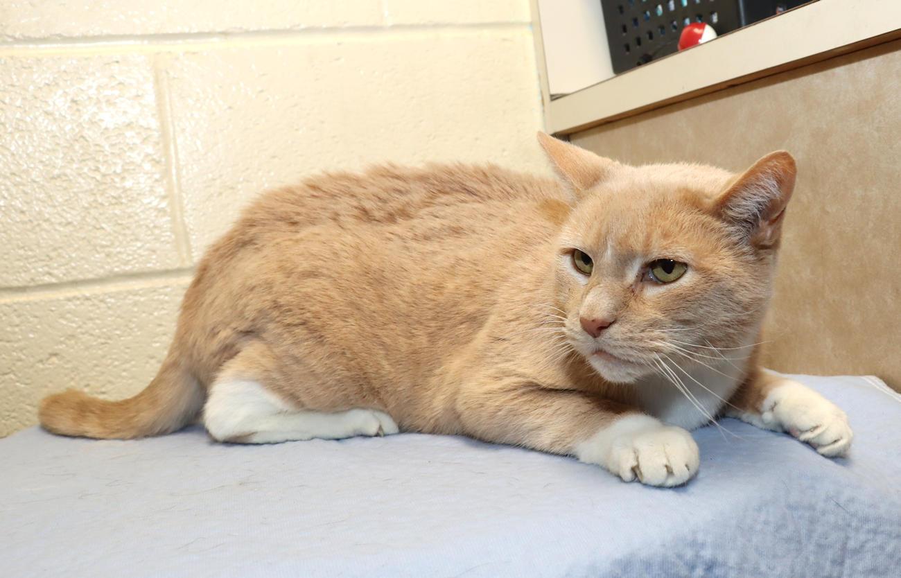 Bobby, a ADOPTABLE Domestic Short Hair in Euclid, OH image 3/6