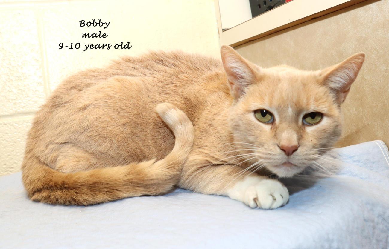 Bobby, a ADOPTABLE Domestic Short Hair in Euclid, OH image 2/6