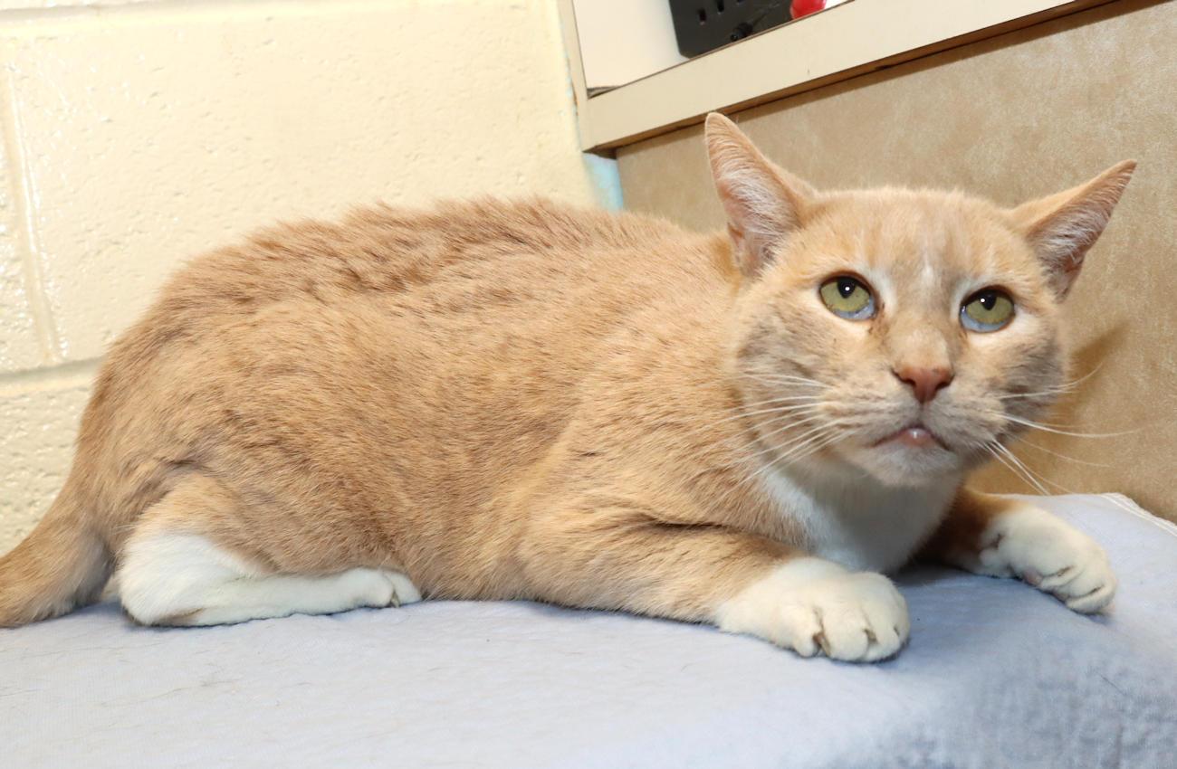 Bobby, a ADOPTABLE Domestic Short Hair in Euclid, OH image 4/6
