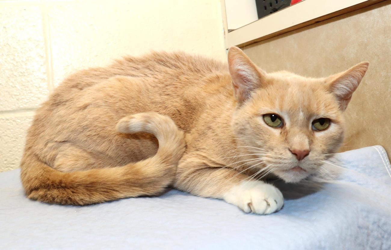 Bobby, a ADOPTABLE Domestic Short Hair in Euclid, OH image 5/6