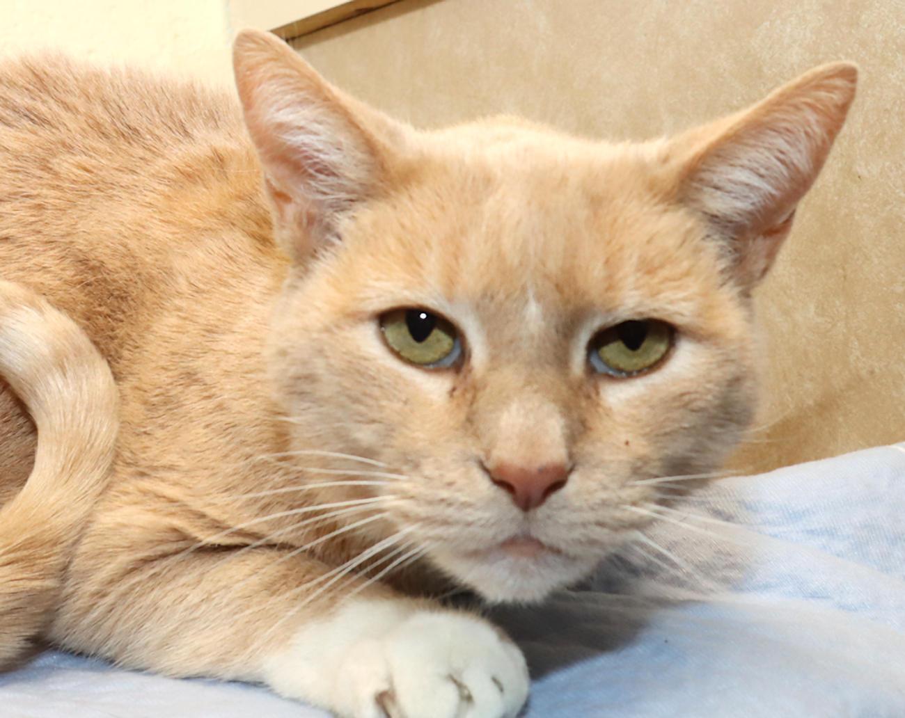 Bobby, a ADOPTABLE Domestic Short Hair in Euclid, OH image 1/6