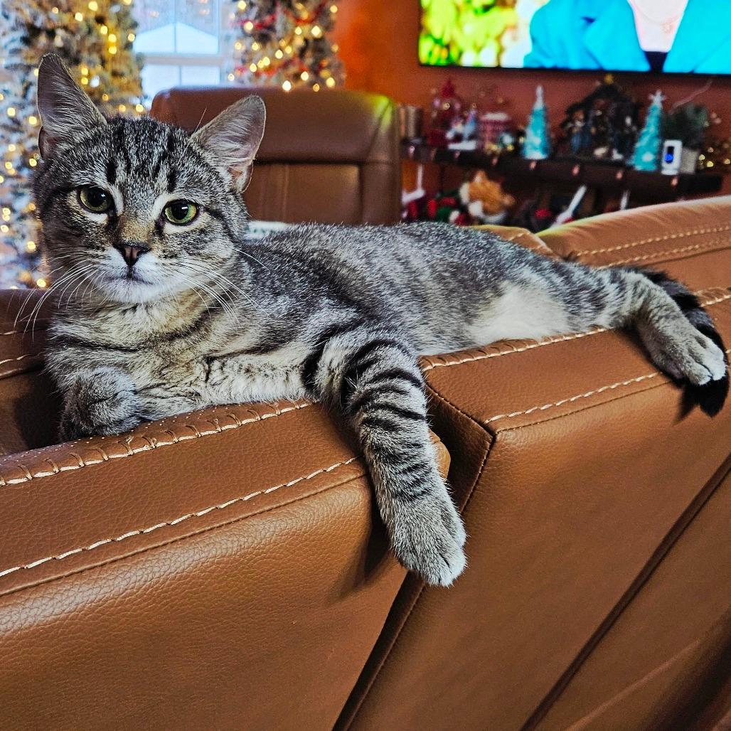 Enlarge 1125-62 Fred, a Adoptable Domestic Short Hair in Abingdon, MD image 4/6