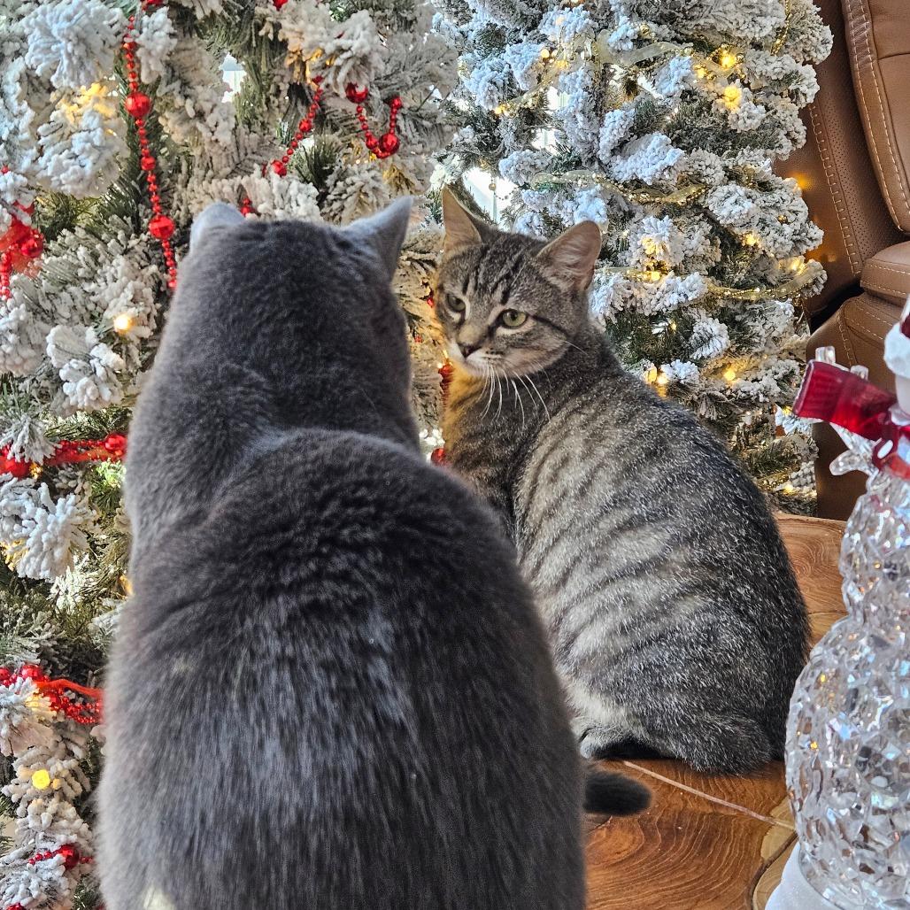 Enlarge 1125-62 Fred, a Adoptable Domestic Short Hair in Abingdon, MD image 5/6