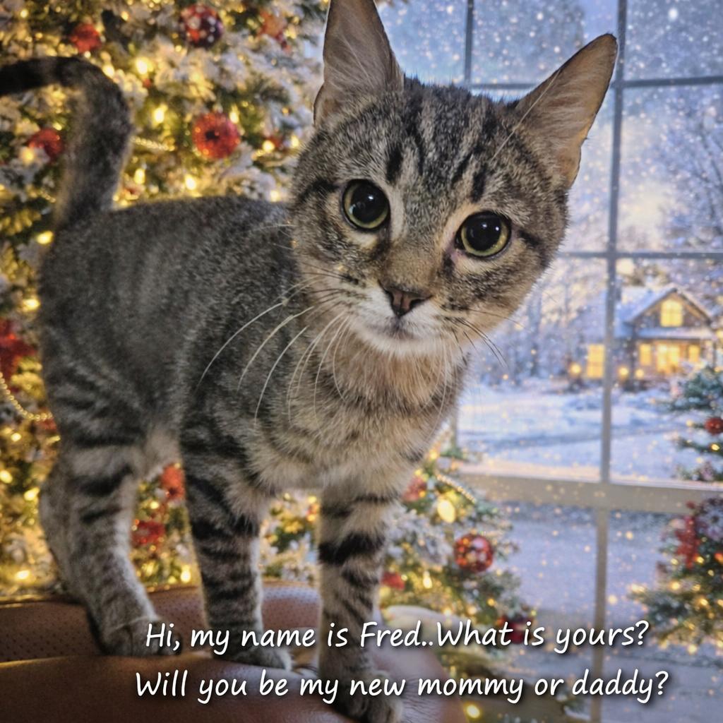 Enlarge 1125-62 Fred, a Adoptable Domestic Short Hair in Abingdon, MD image 6/6
