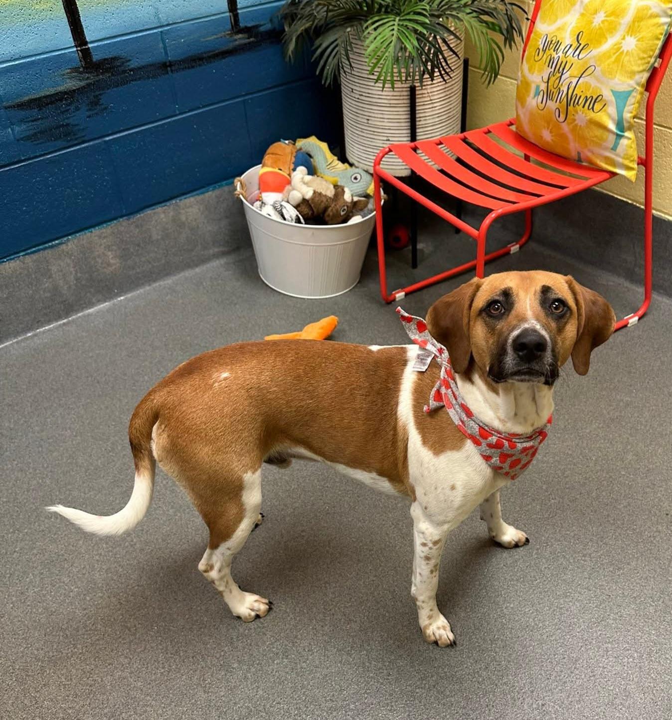 Hugo - sweetie, a Adoptable mixed breed in Amherst, VA image 6/6