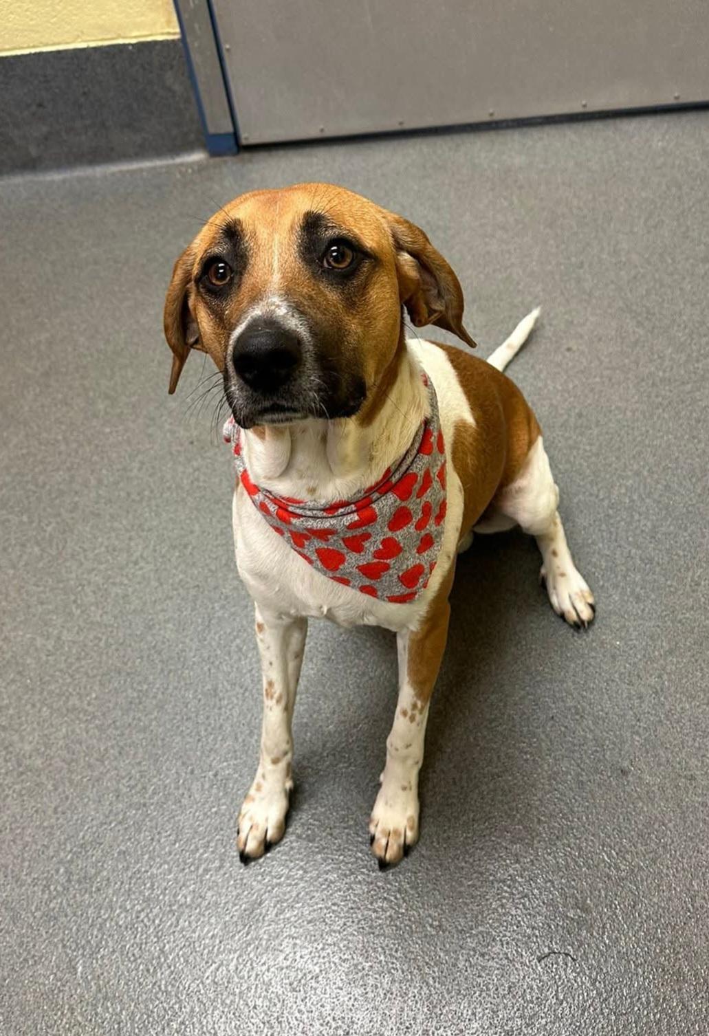 Hugo - sweetie, a Adoptable mixed breed in Amherst, VA image 4/6