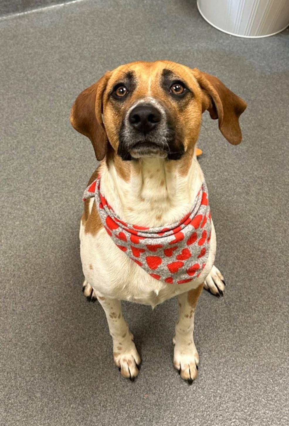 Hugo - sweetie, a Adoptable mixed breed in Amherst, VA image 2/6