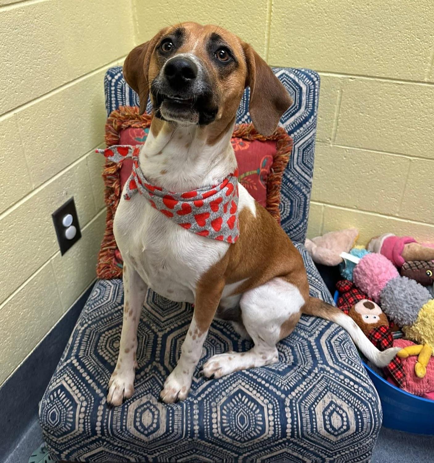 Hugo - sweetie, Adoptable, Adult Male Beagle & Hound.
