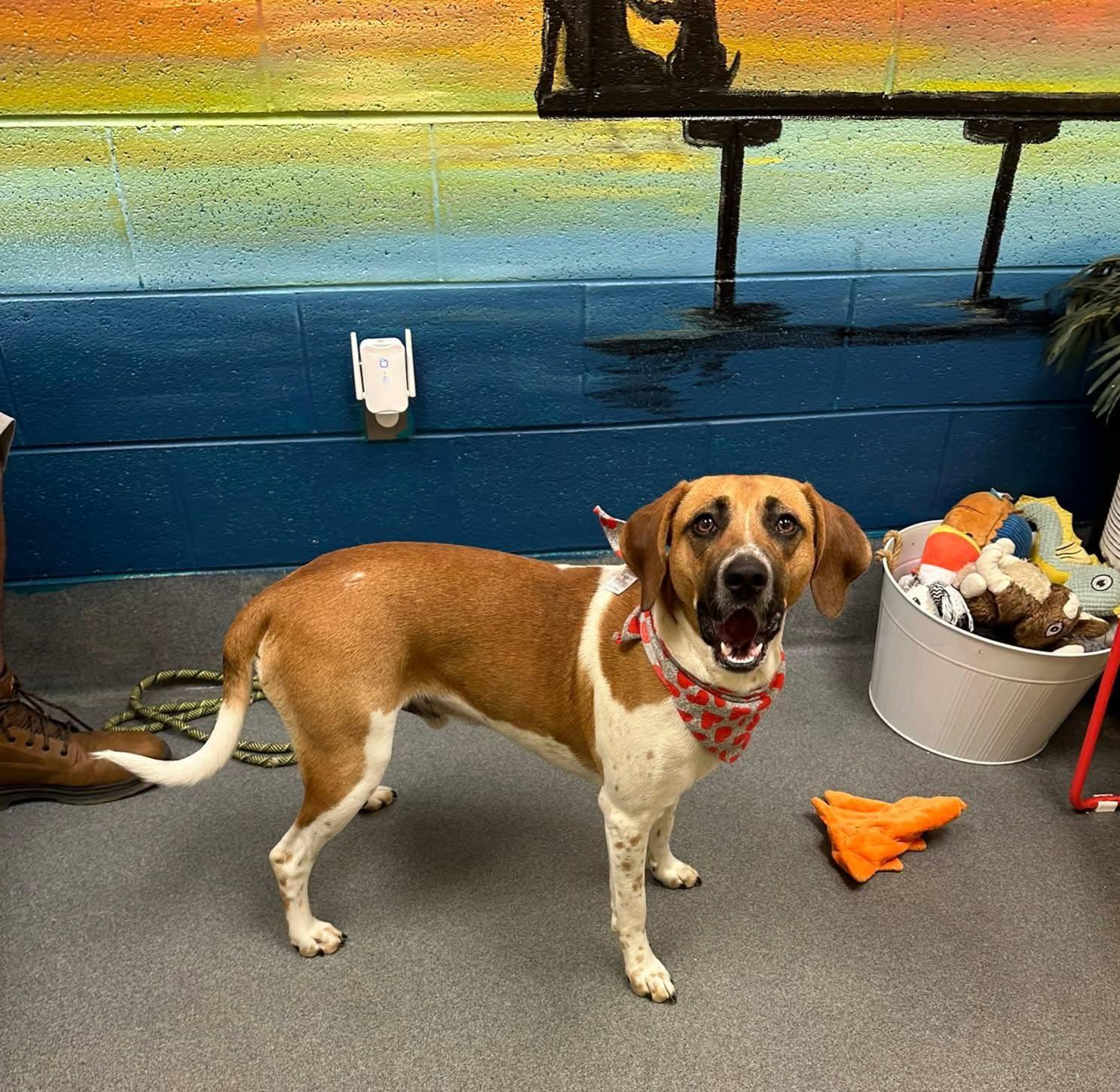 Hugo - sweetie, a Adoptable mixed breed in Amherst, VA image 5/6